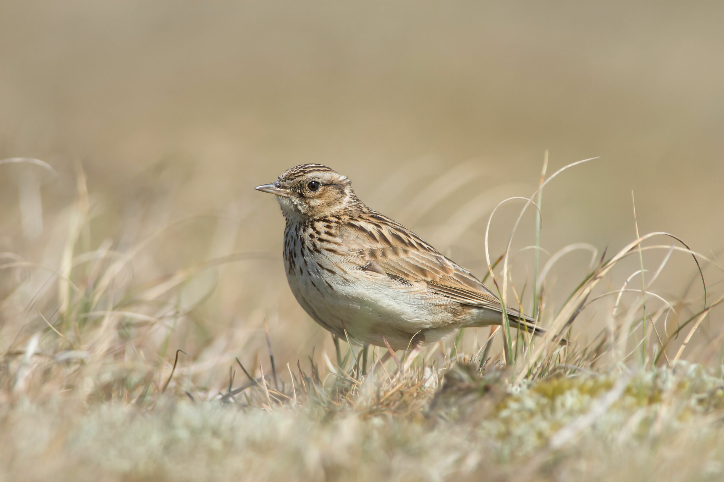 Skylark