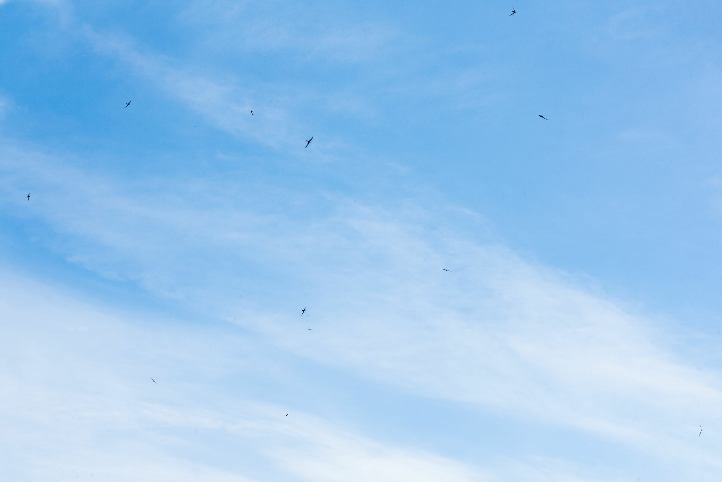 12 Swallows for each Patriarch ...