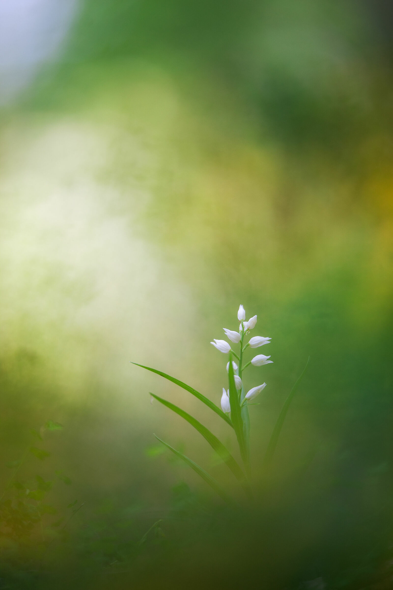 Cephalanthera longifolia