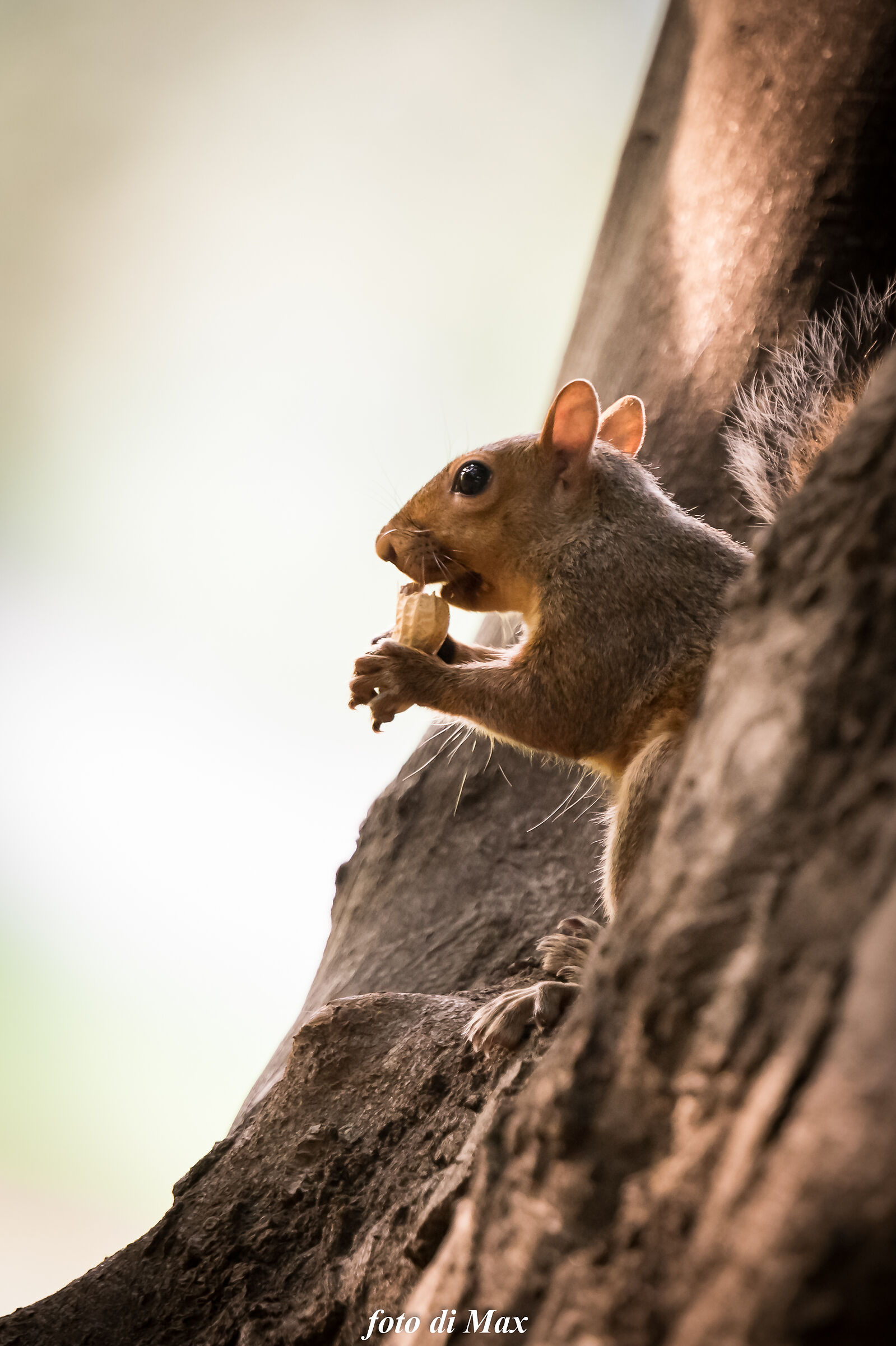 scoiattoli del Valentino