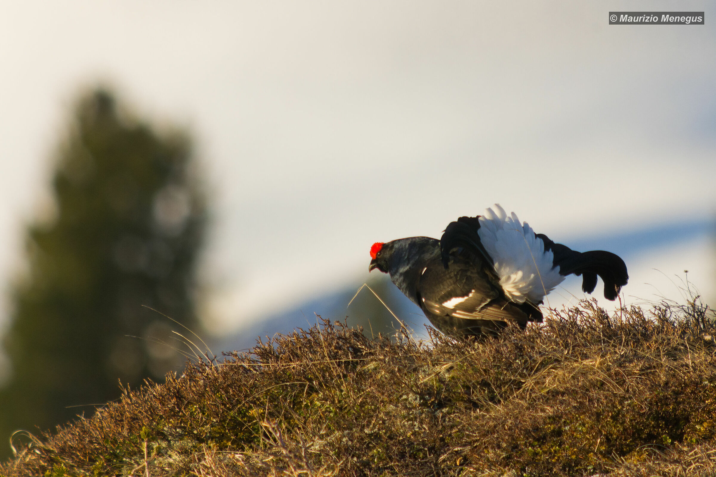 Gallo forcello 2016 a