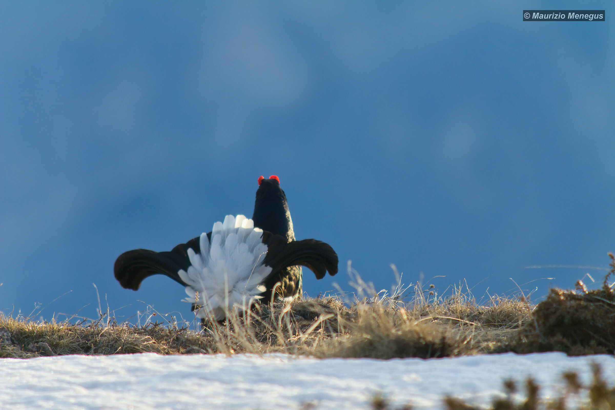 Gallo forcello 2016 b