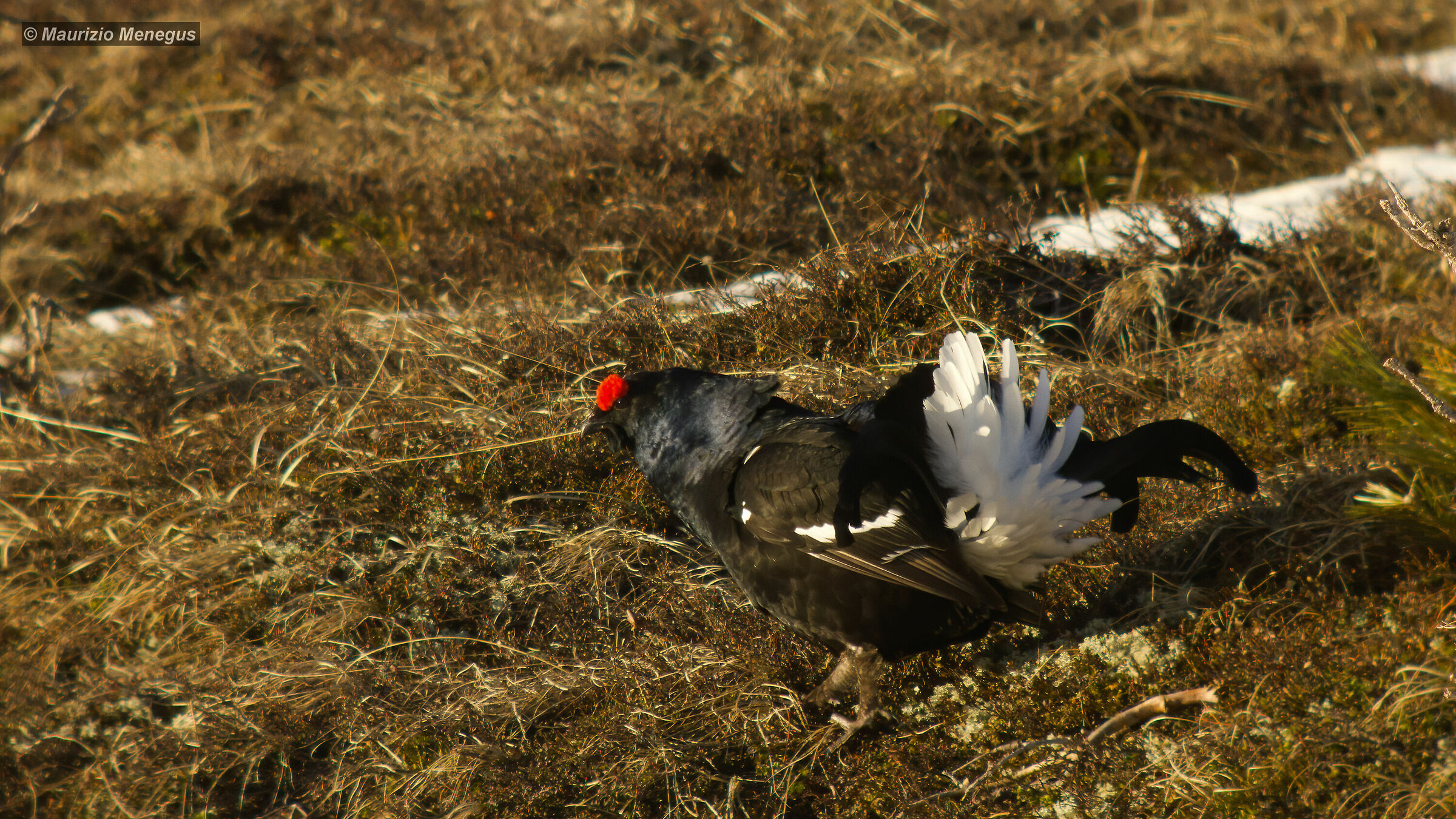 Gallo forcello 2016 c