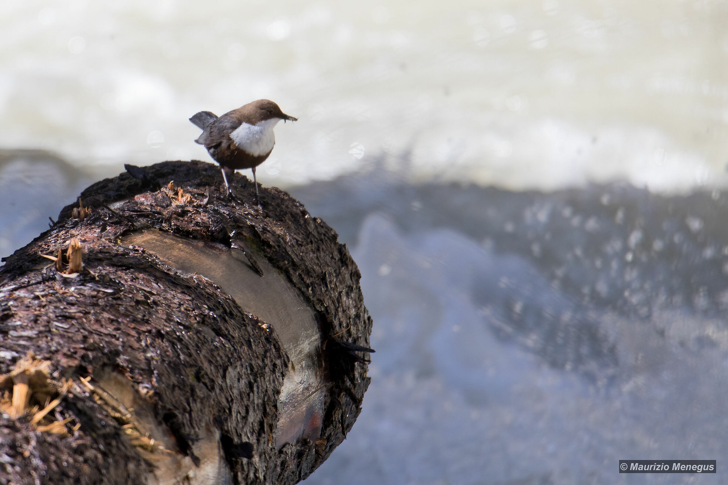 Merlo acquaiolo sul tronco