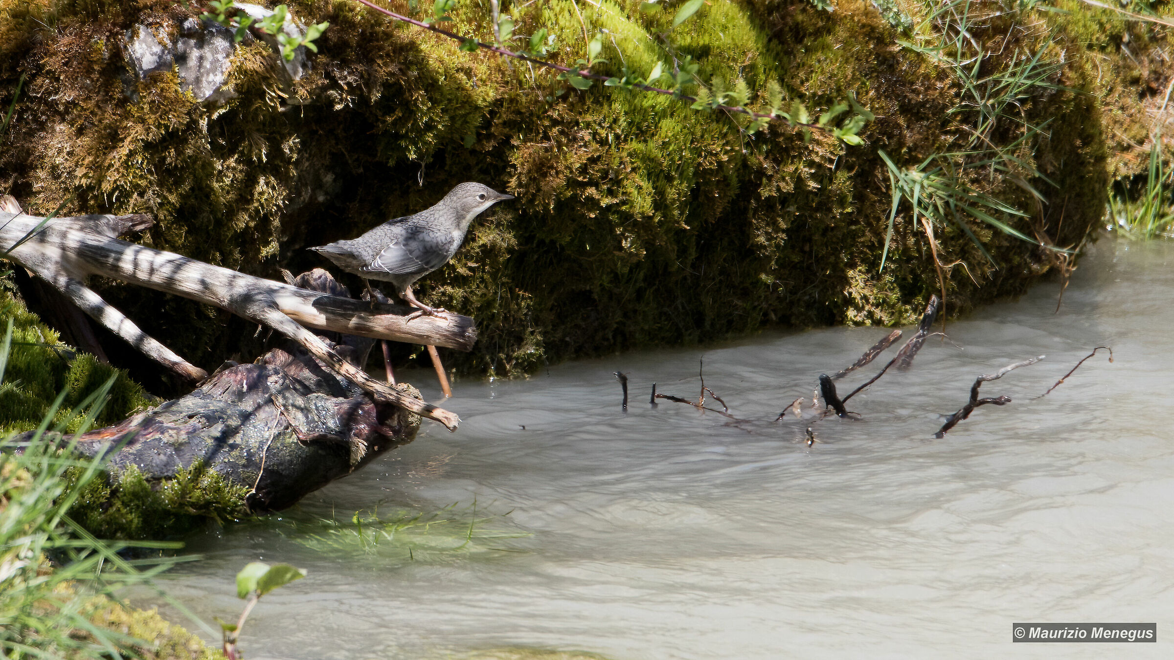 Giovane merlo acquaiolo in attesa della pappa