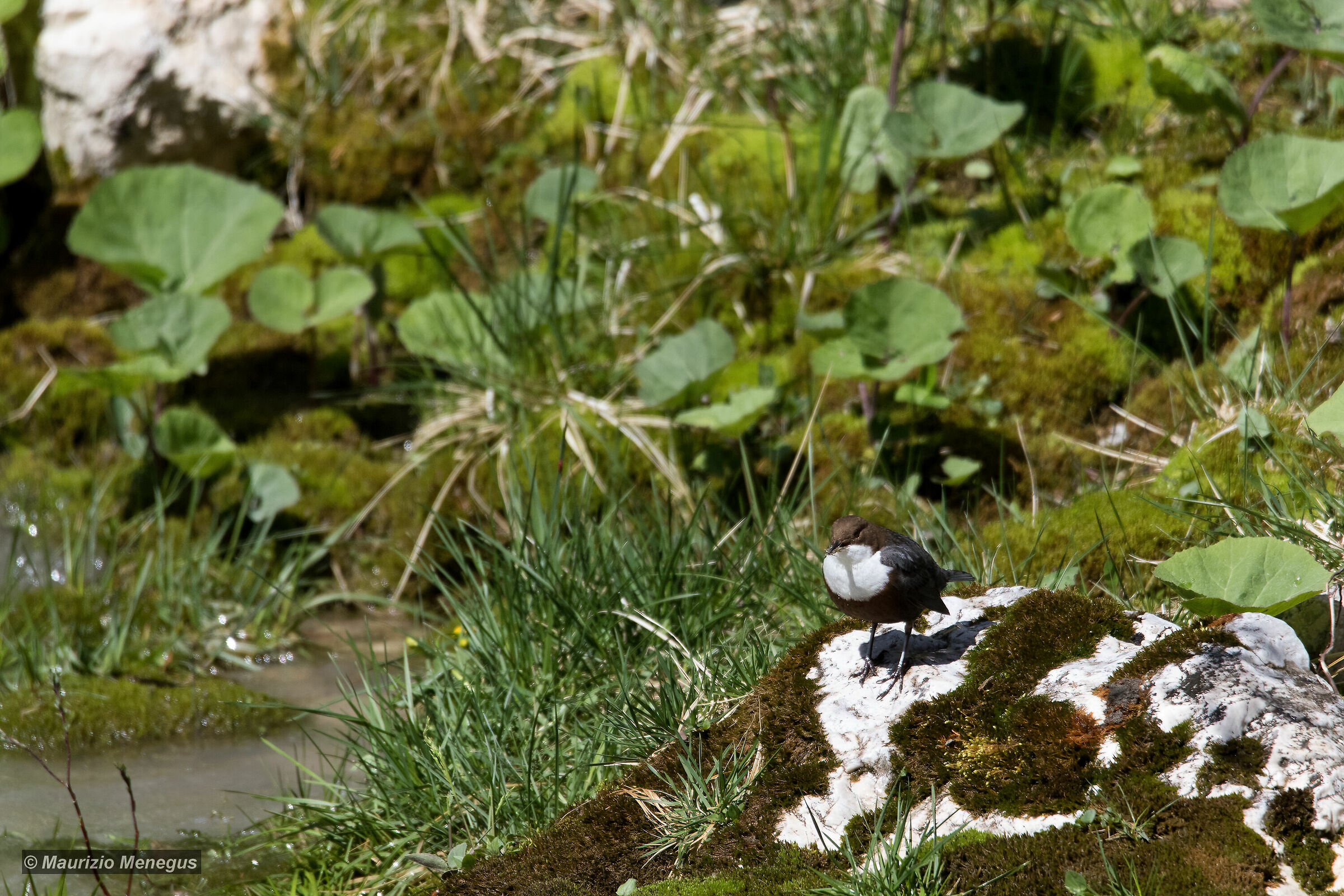 Merlo acquaiolo Primo maggio 2020