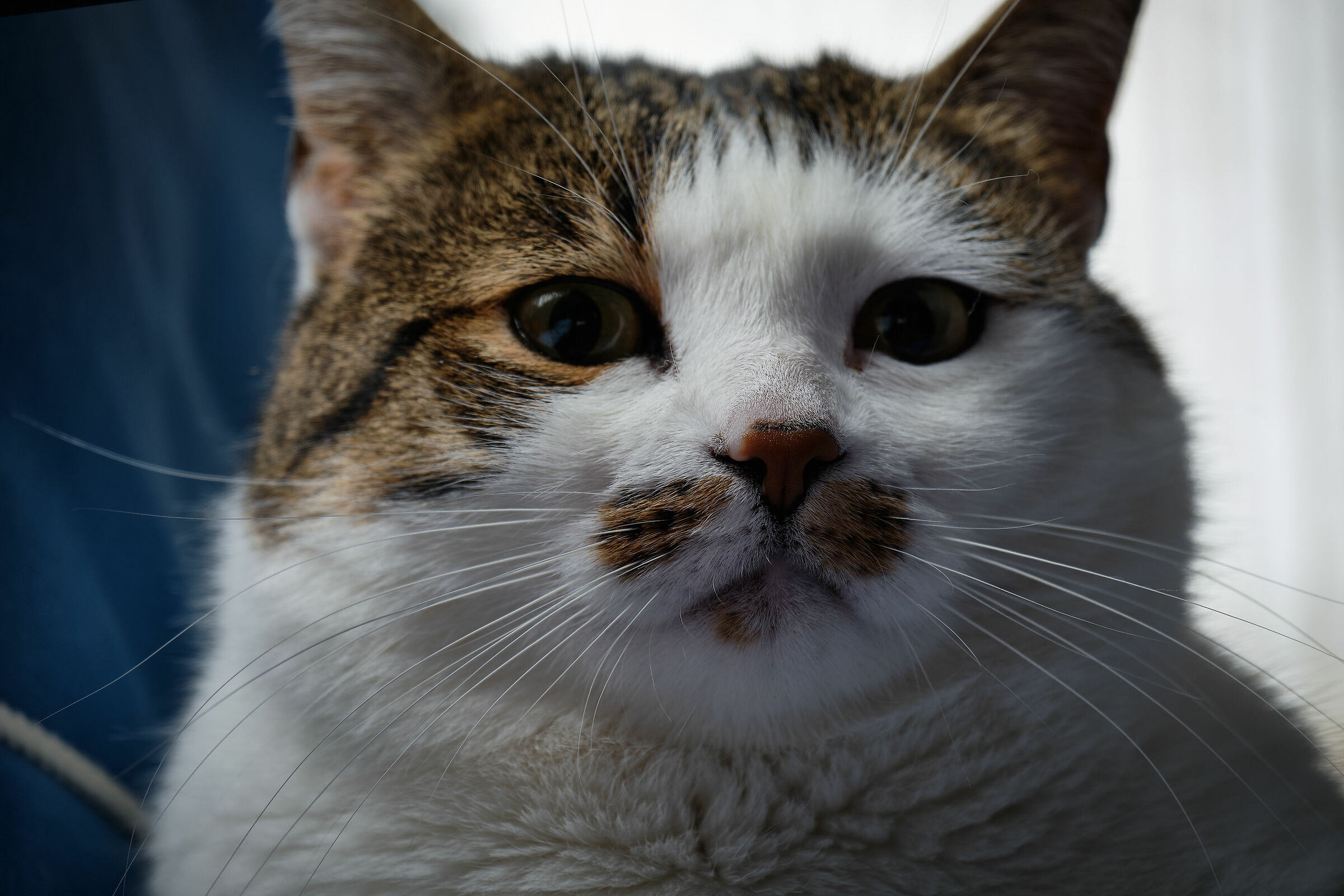 gatto_1