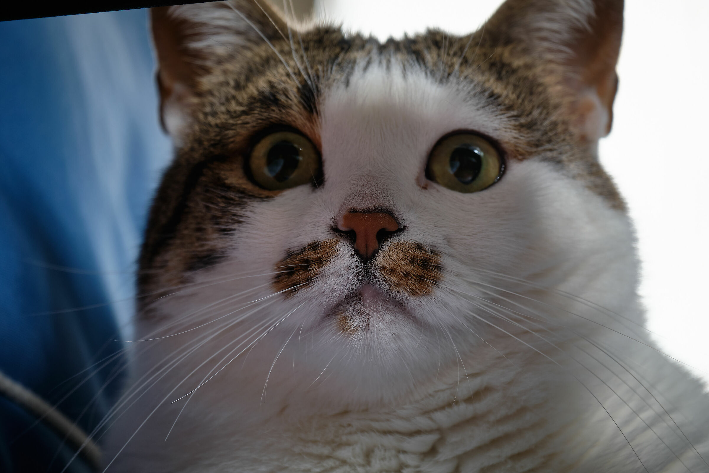 gatto_2