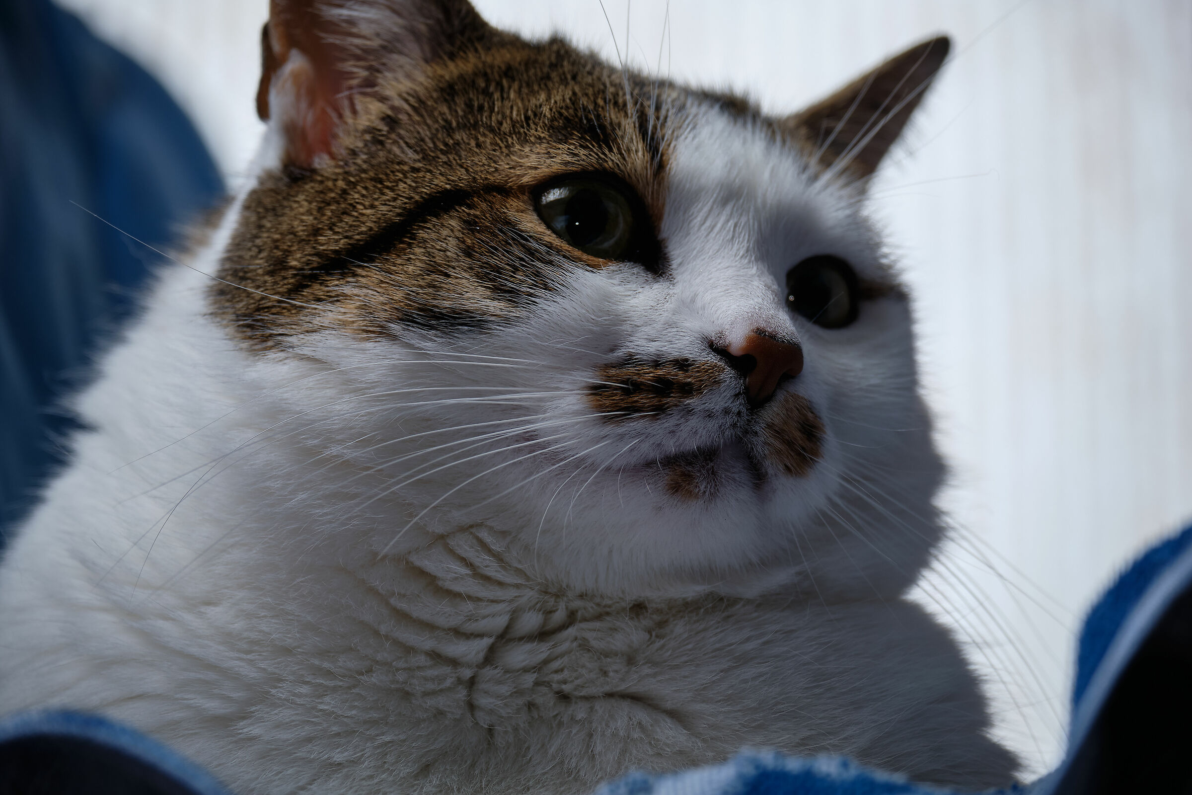 gatto_3