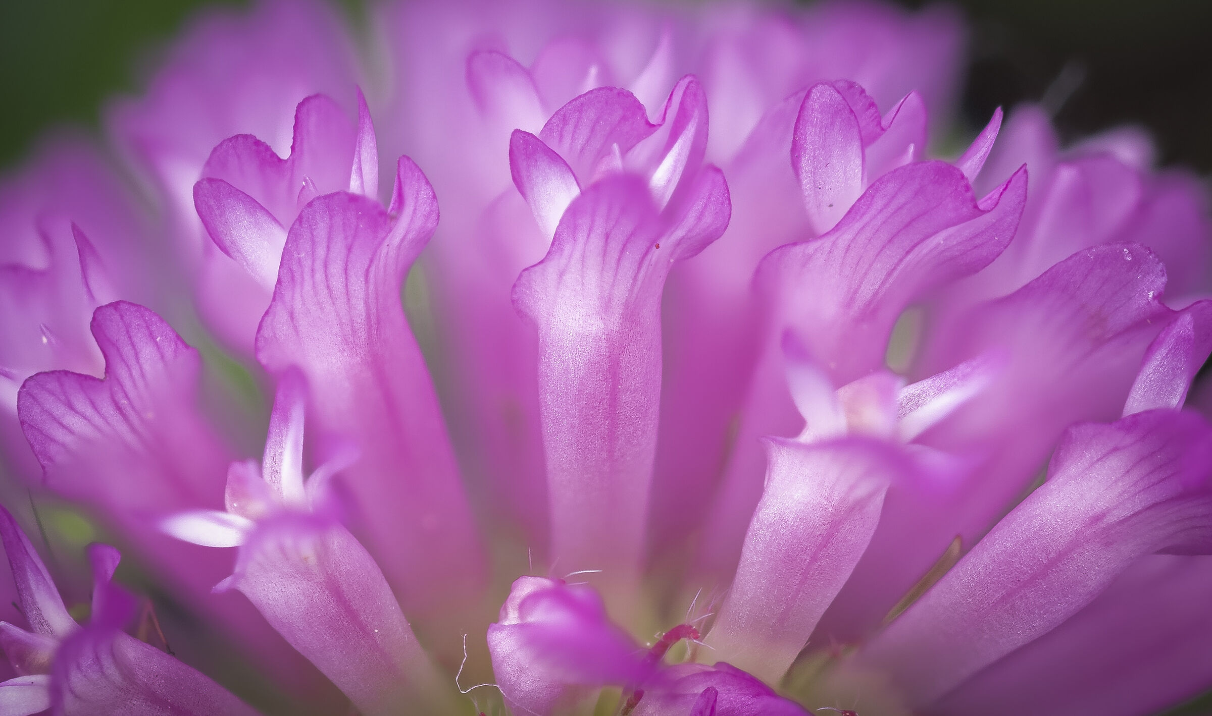 Infiorescenza di trifoglio