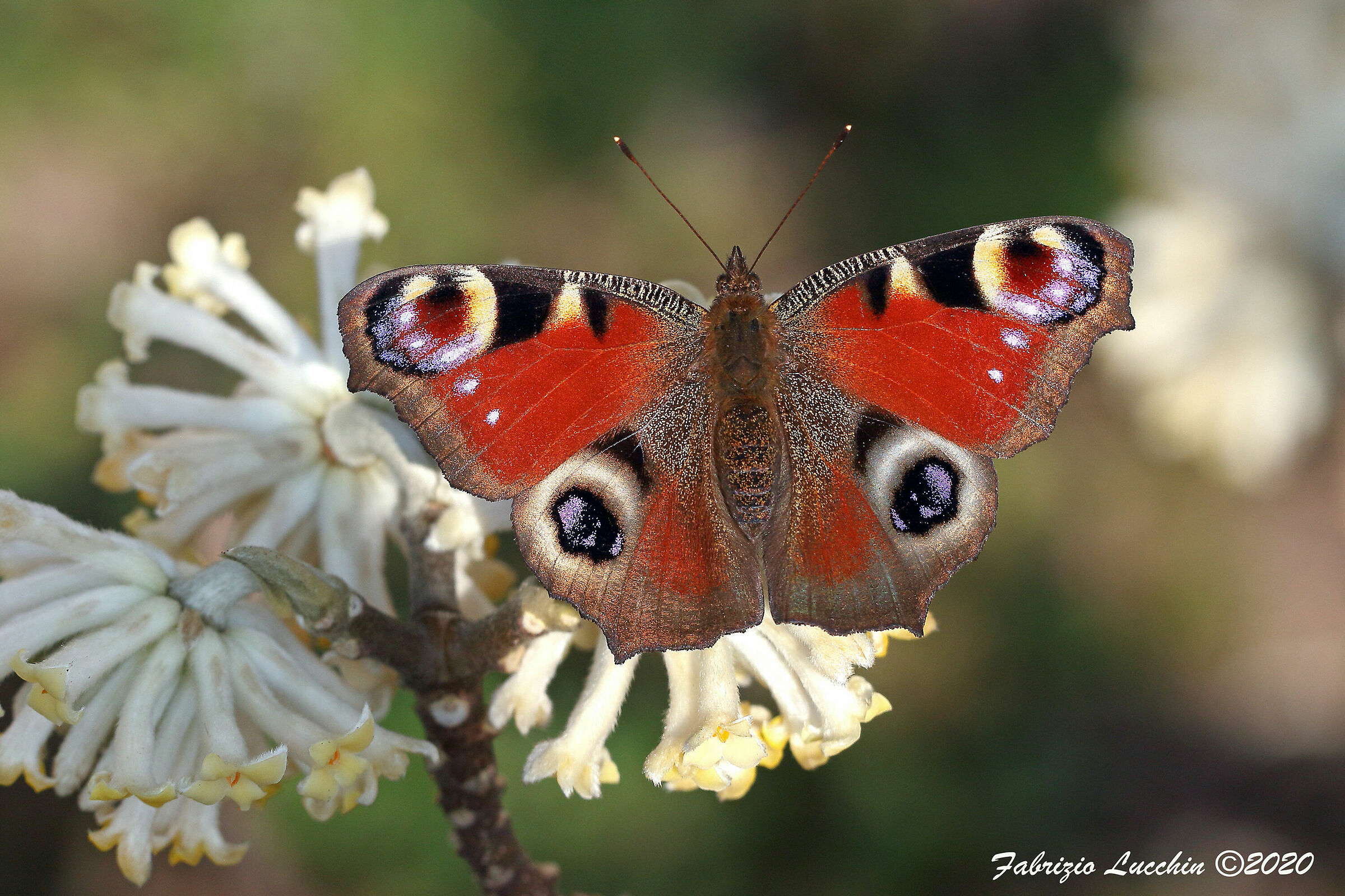 Vanessa io (esemplare svernante)