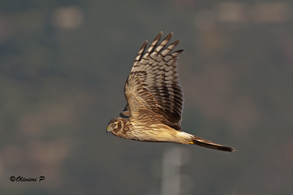 in flight