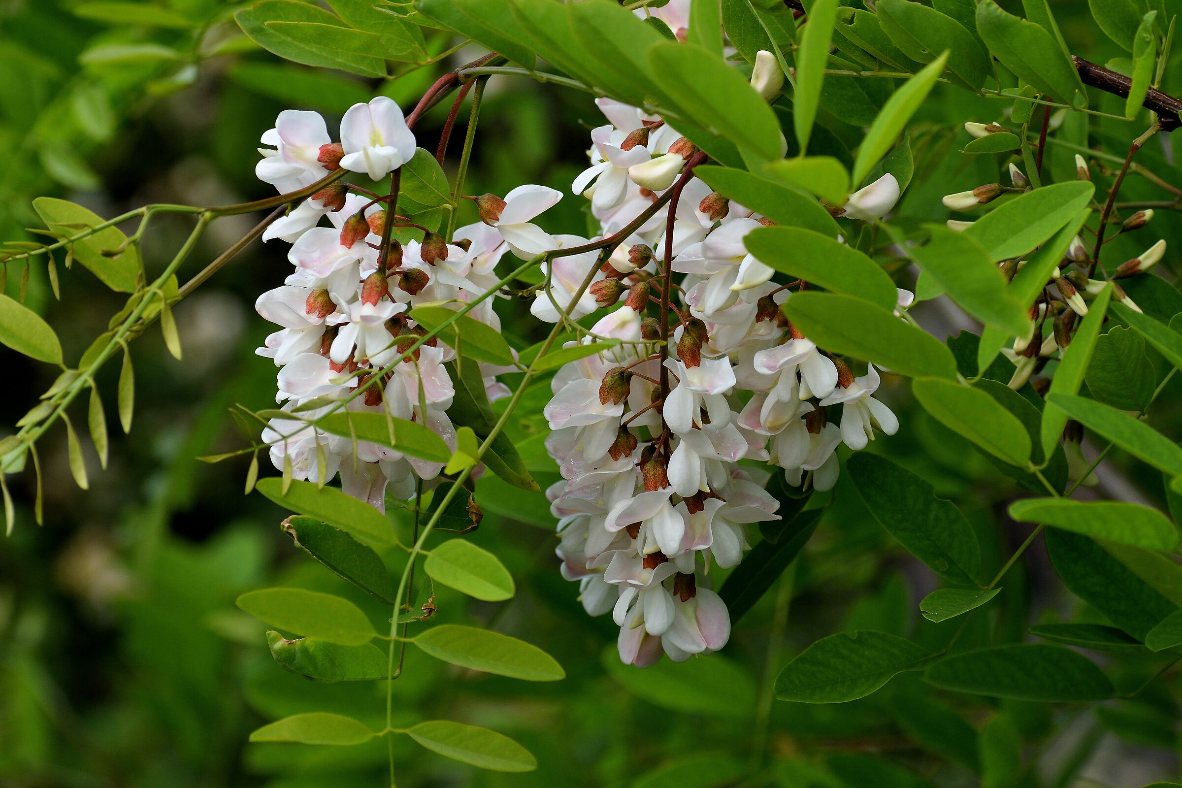 May