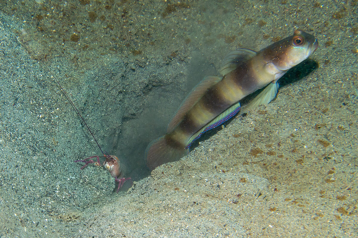 Scavatrice al lavoro