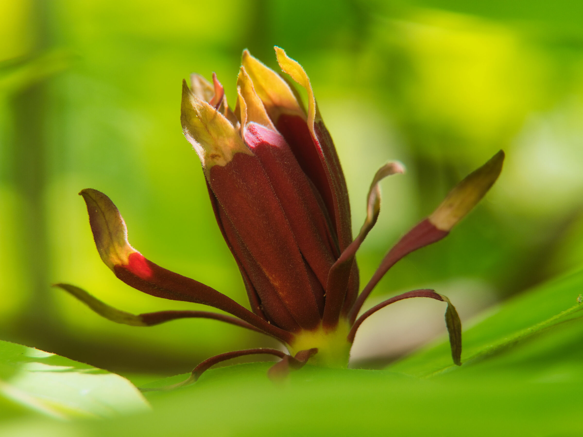 In the hedge of the neighbor