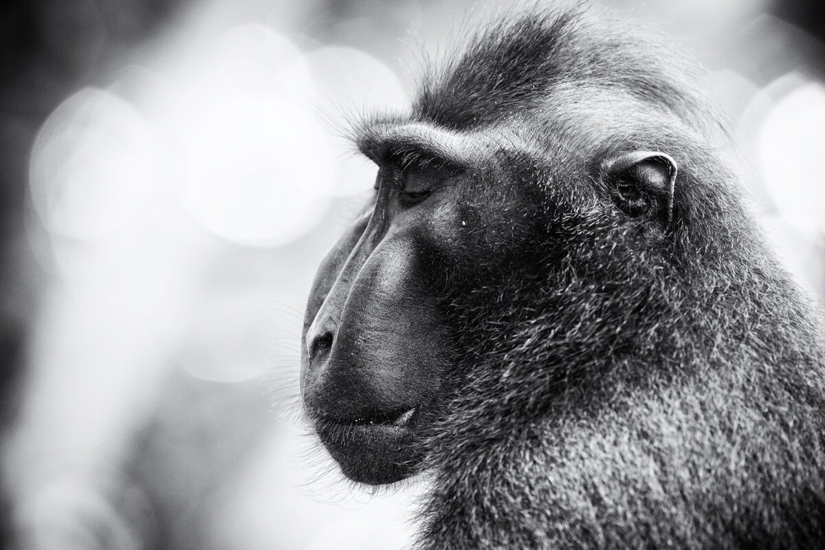 Macaque crested dreamer