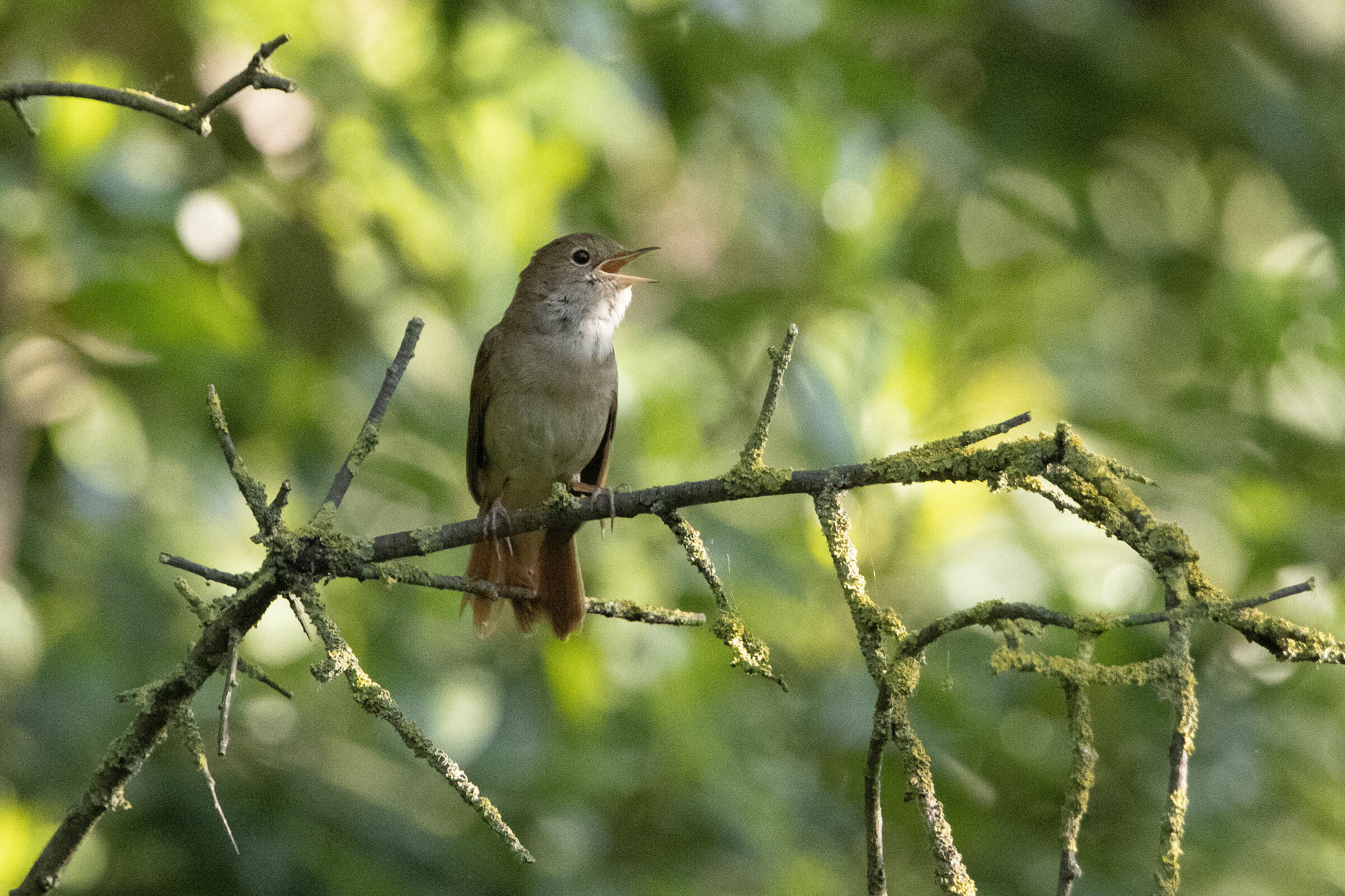 Common Nightingale
