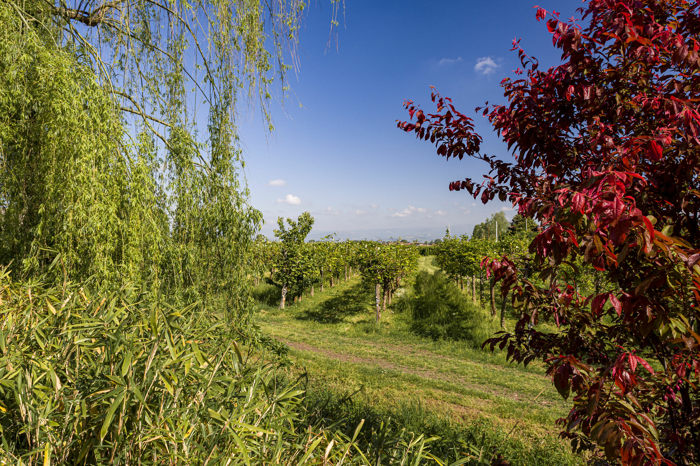 Natura dietro casa 1
