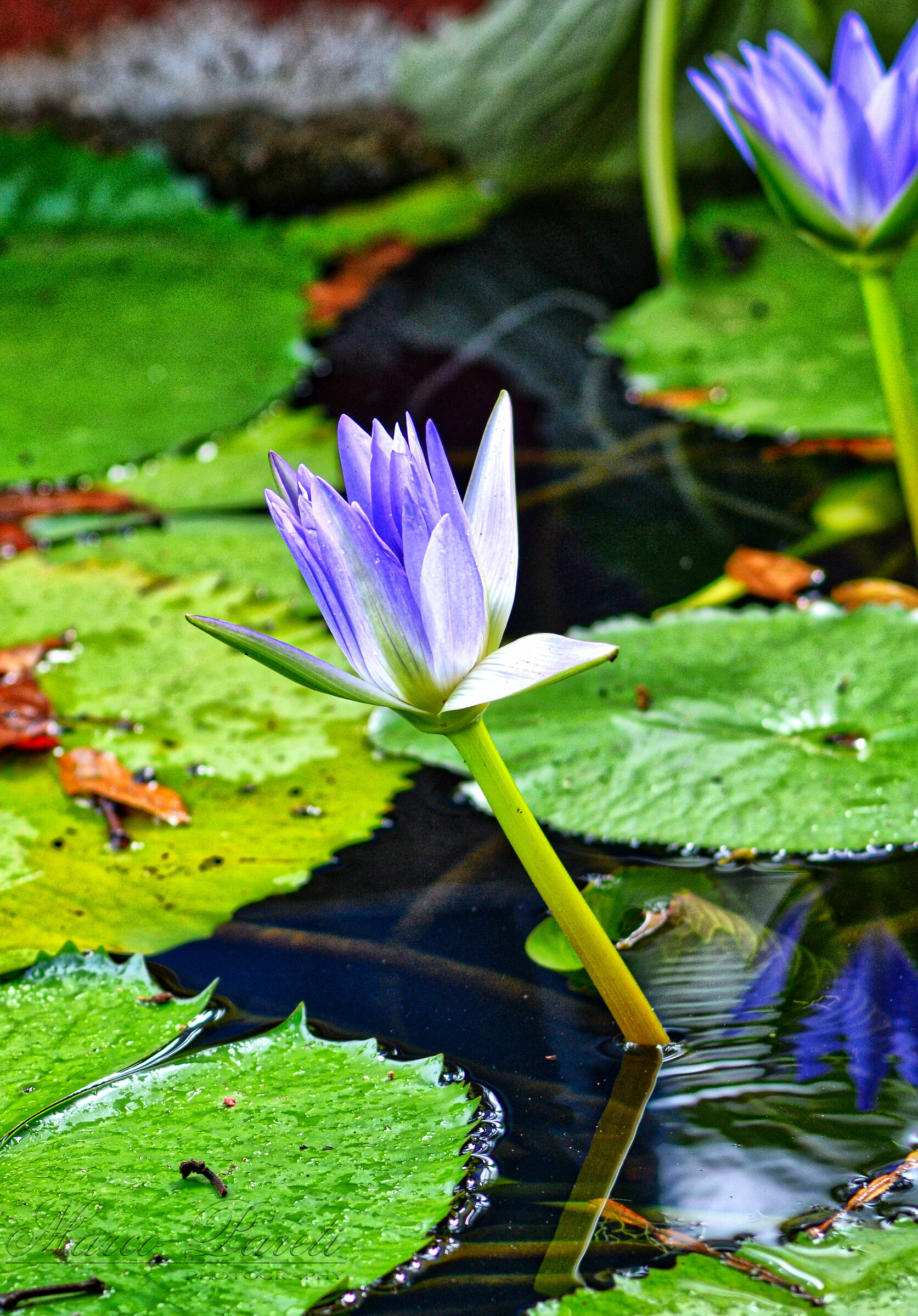 Reborn of the waters