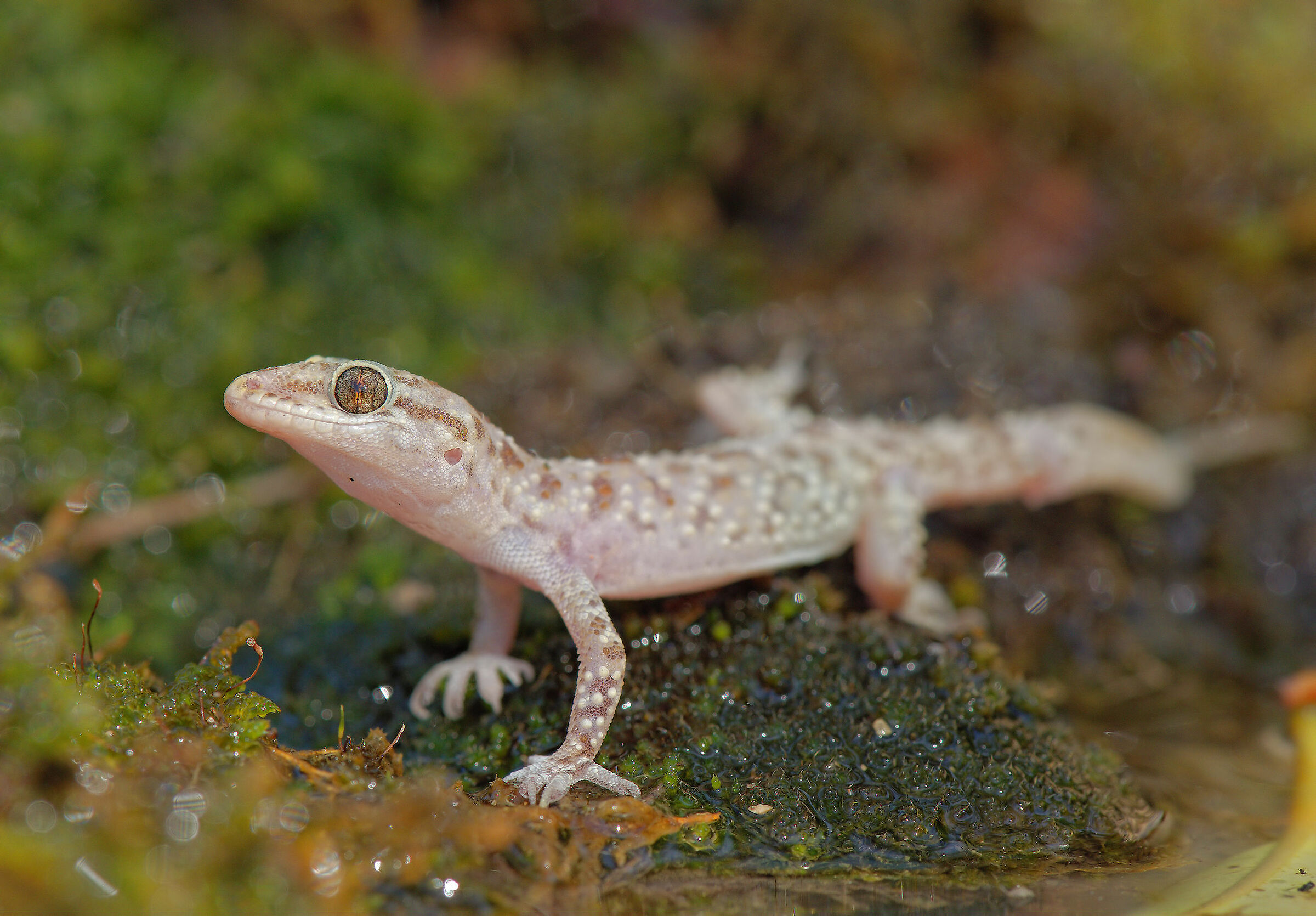Warty gecko