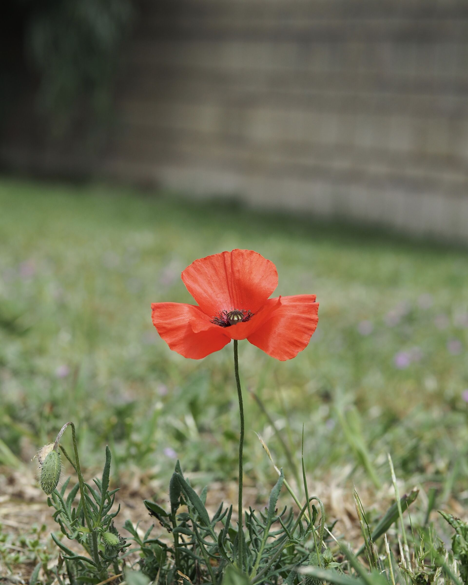 Papaver symmetry