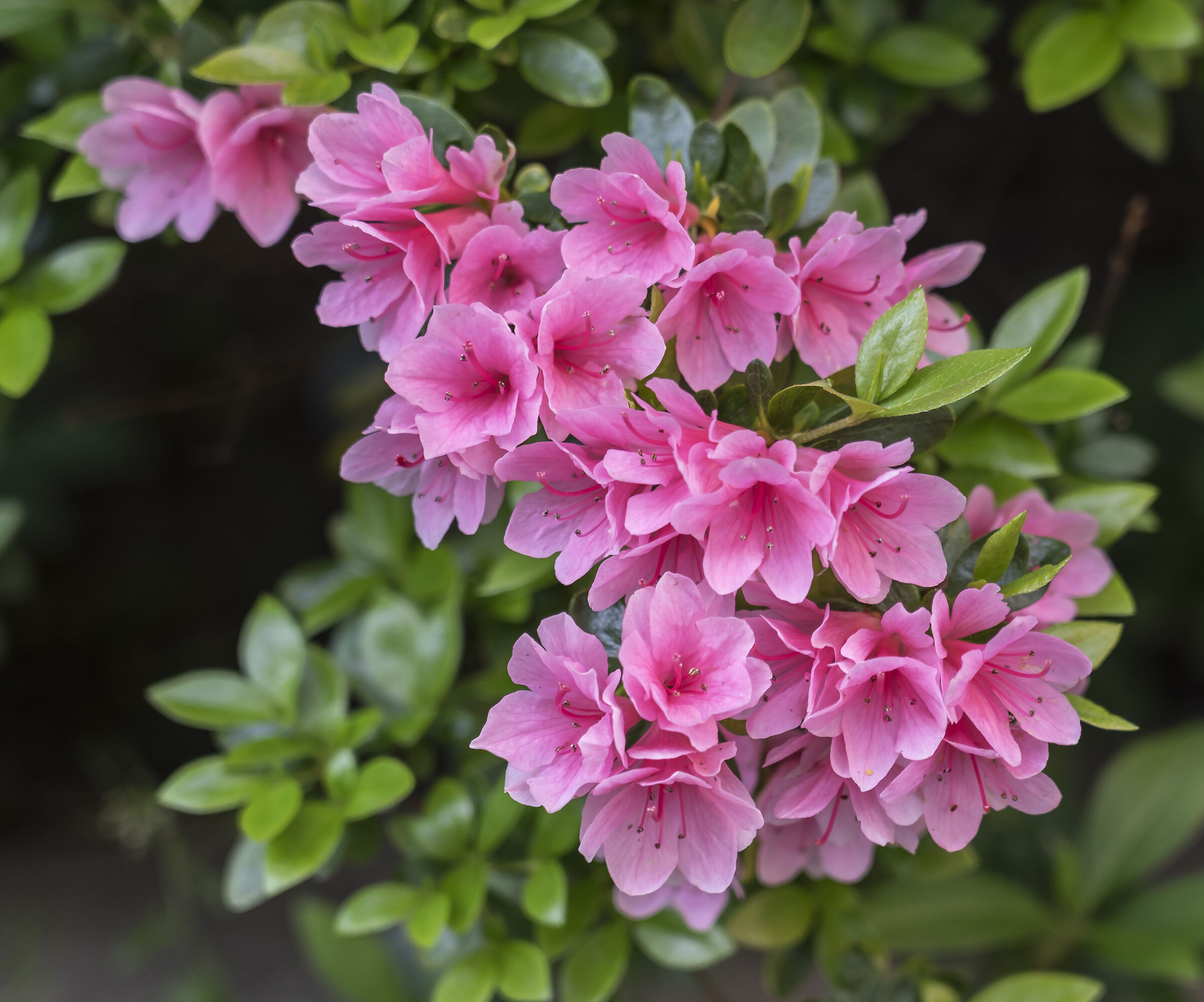 Fiori di azalea - 2