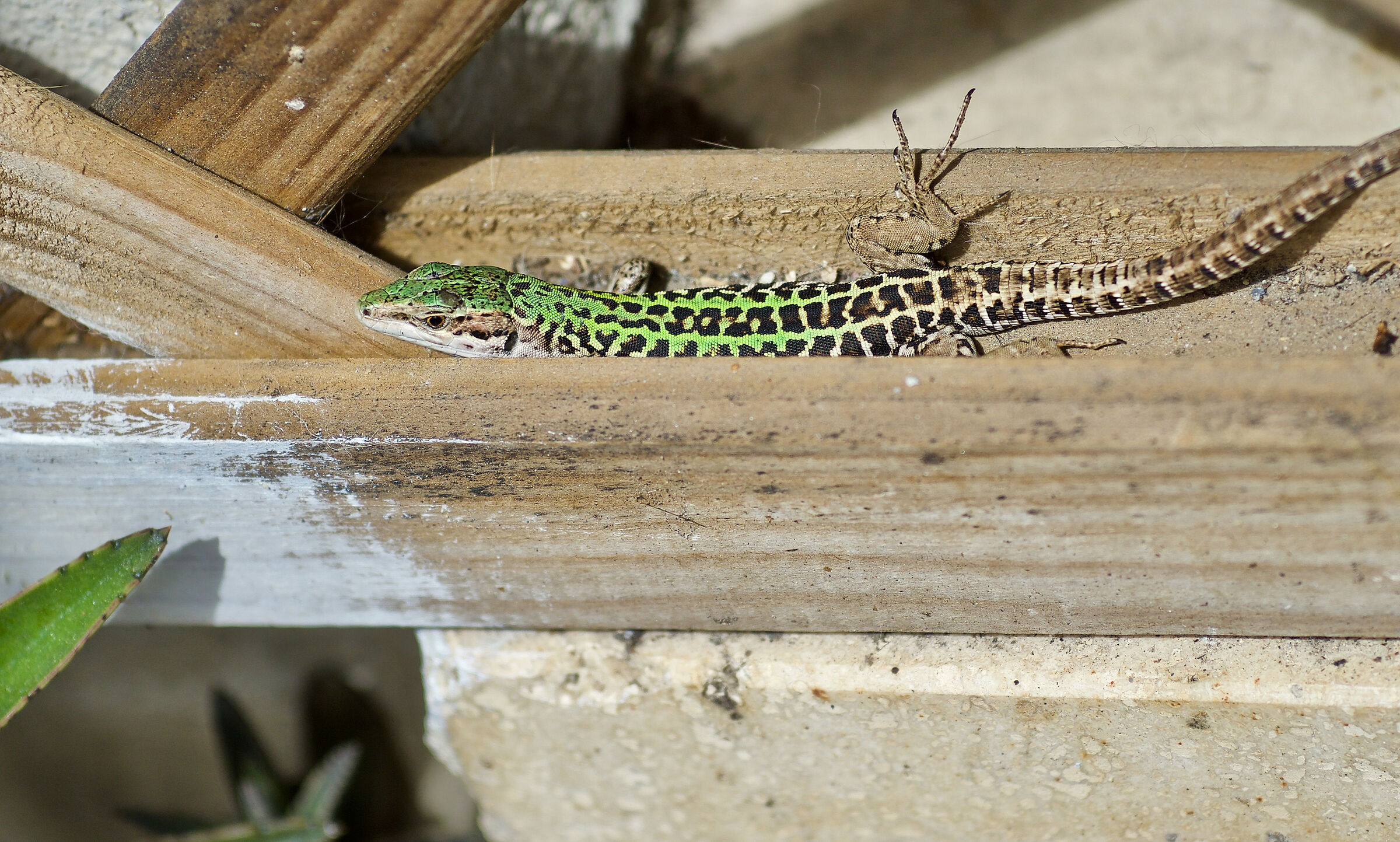 Gli incontri in quarantena