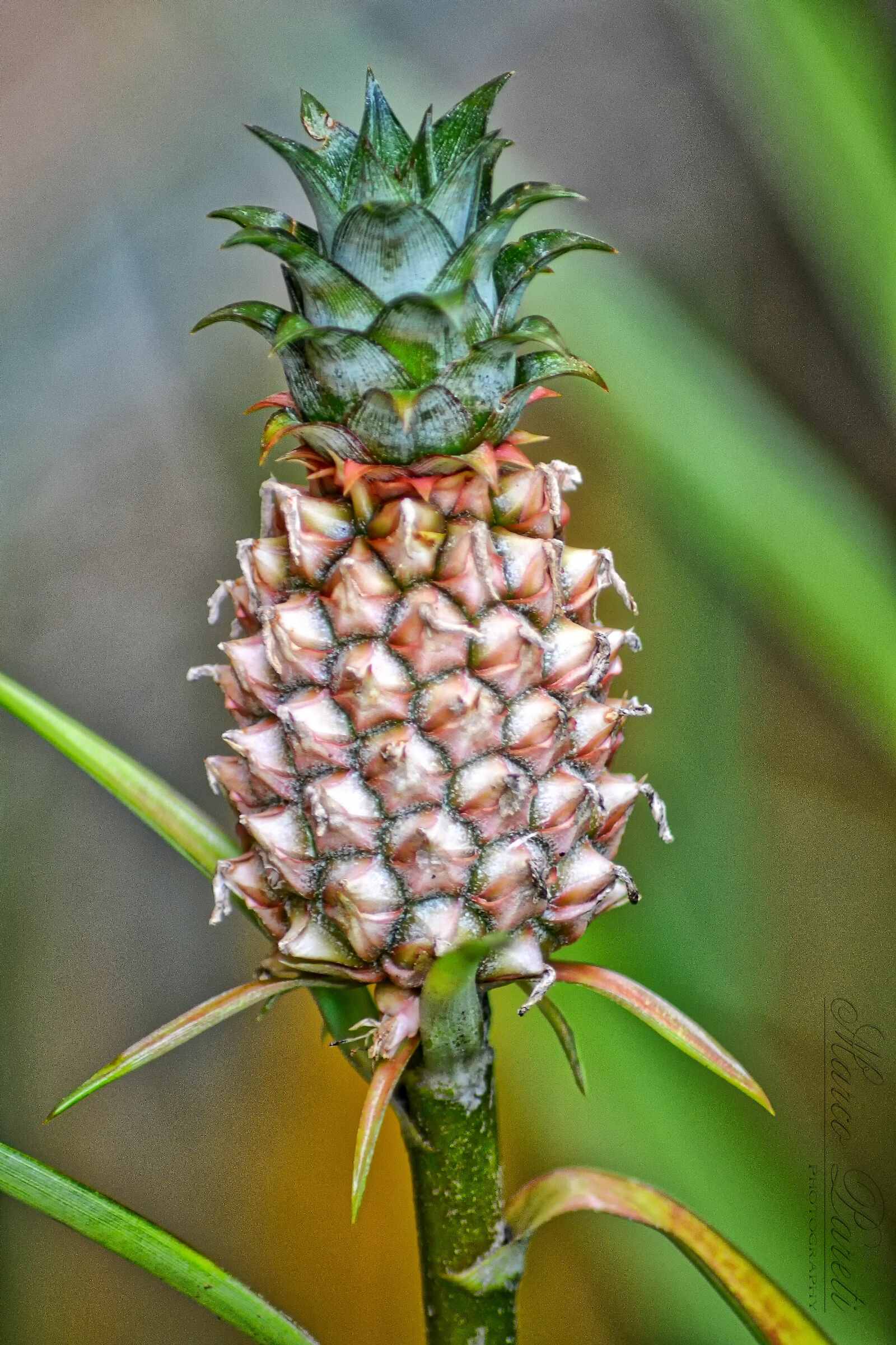 Little Pineapple