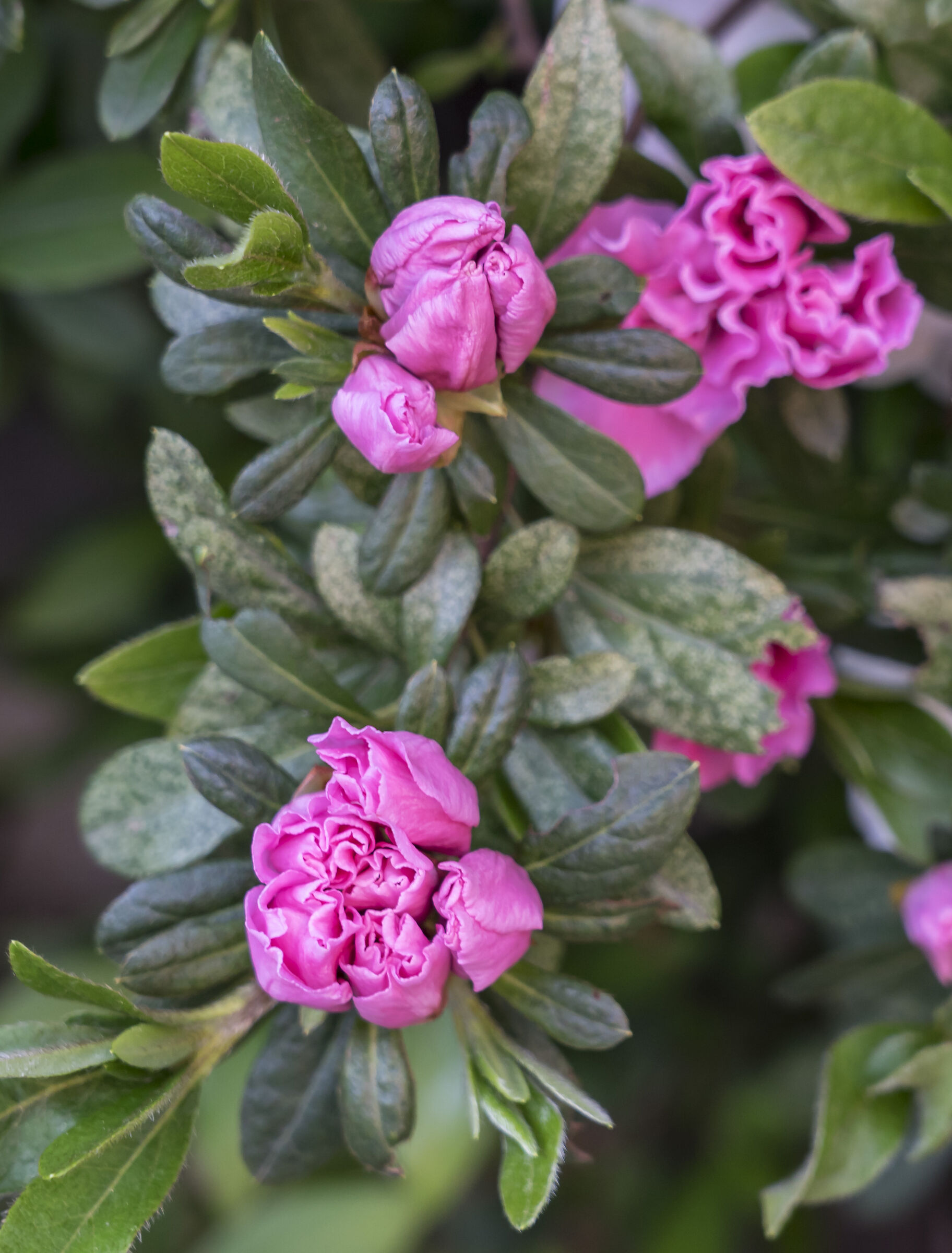 Fiori di azalea - 3