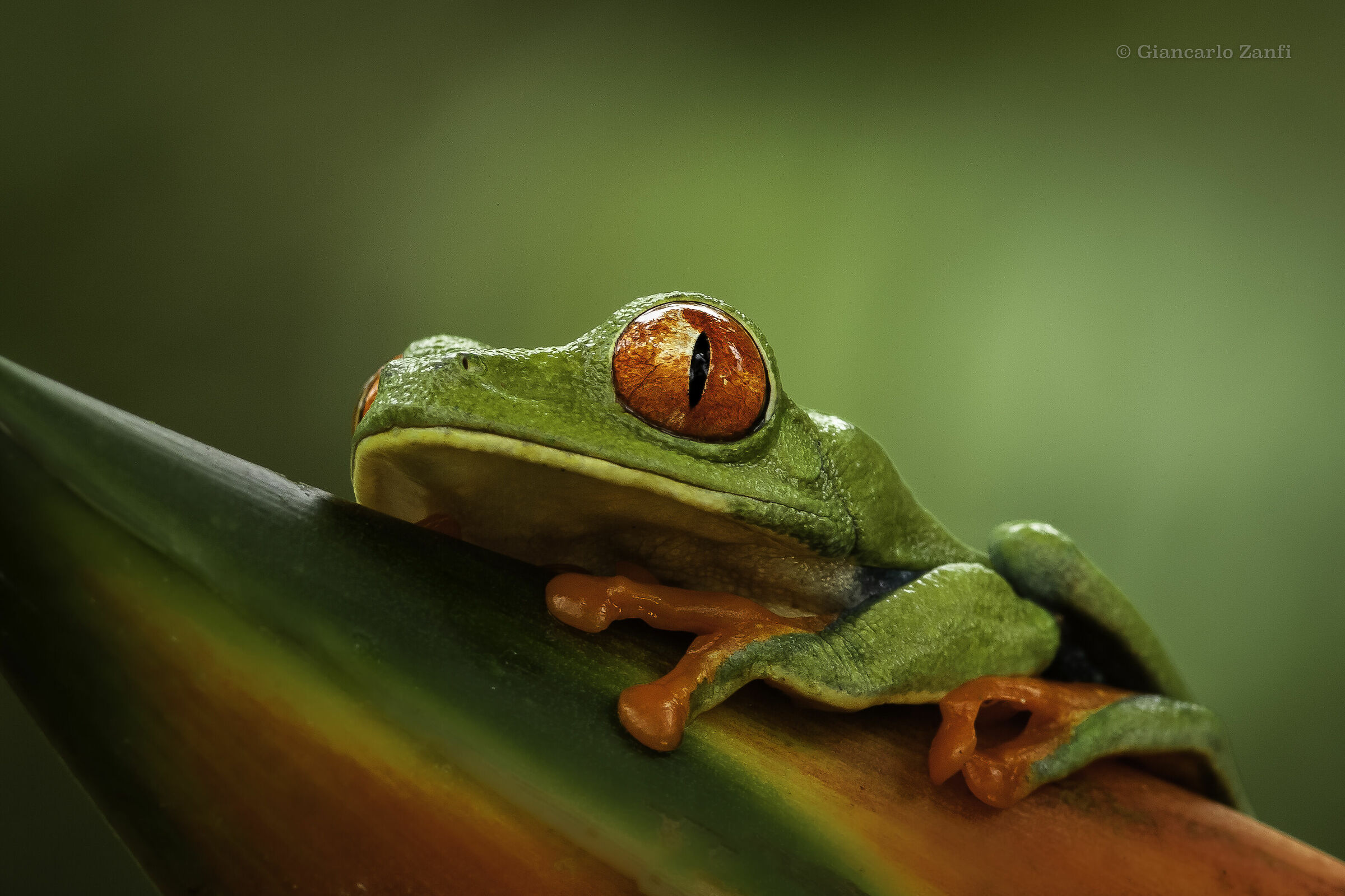Shortco horn frog - Costa Rica