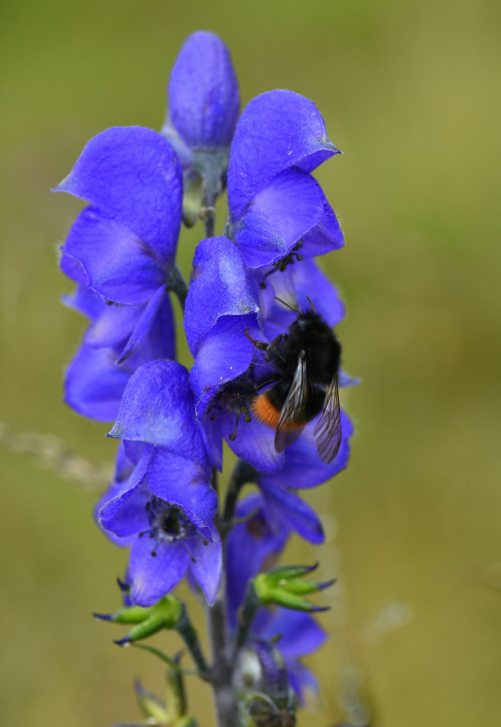 Bombo su fiore viola