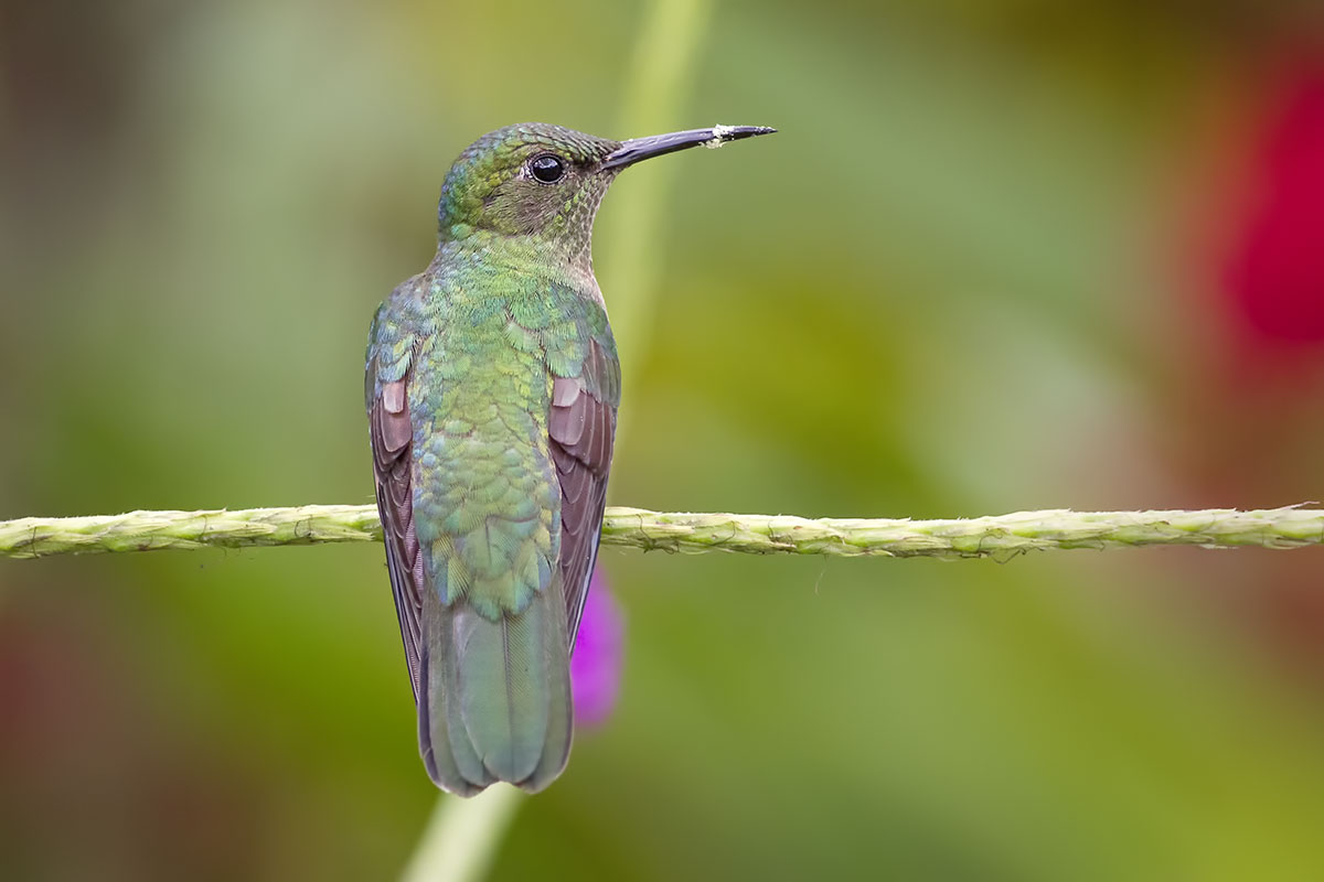 Colibrì dal petto squamosa (Phaeochroa cuvierii)