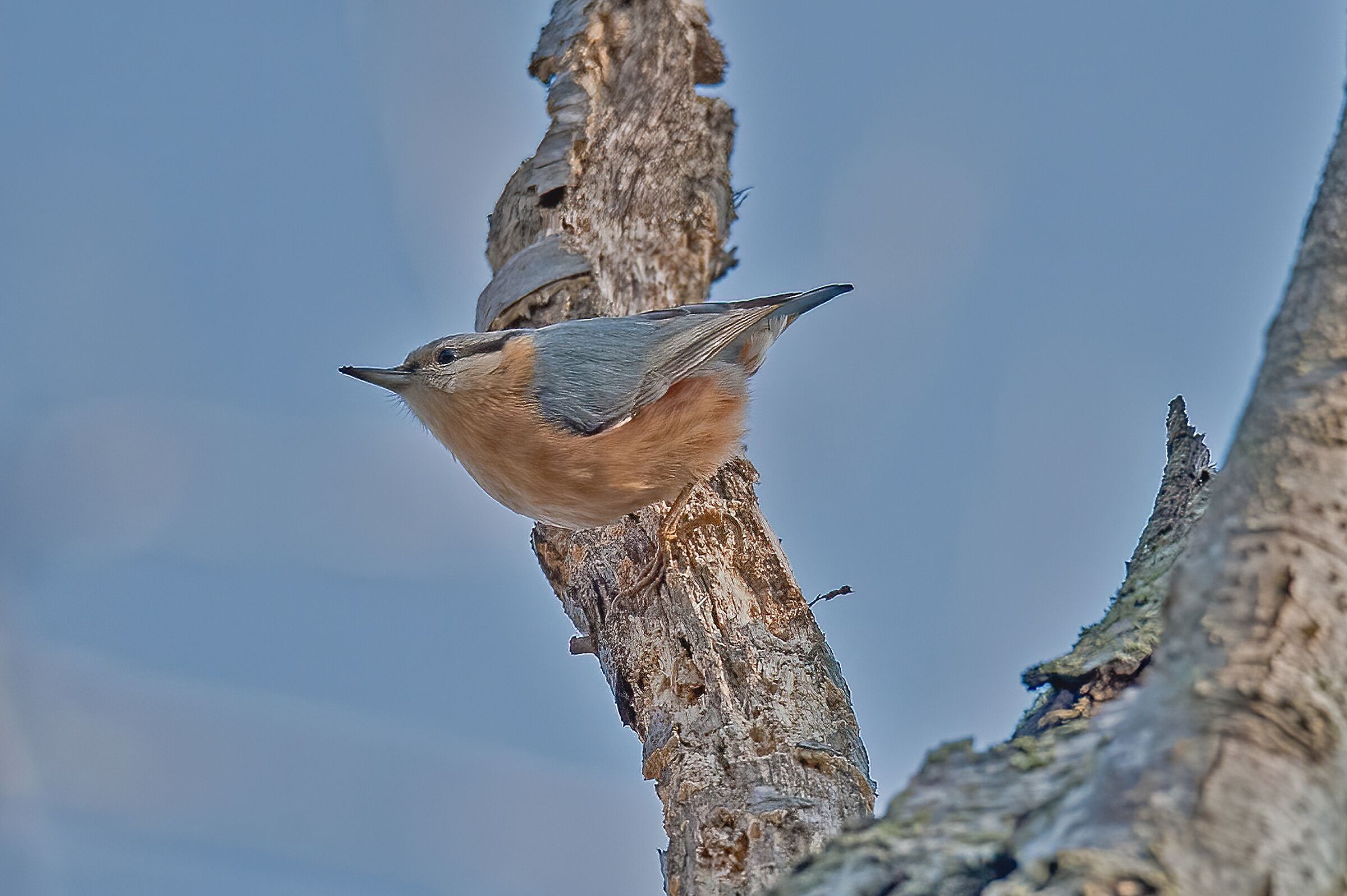 picchio muratore (Sitta europaea )