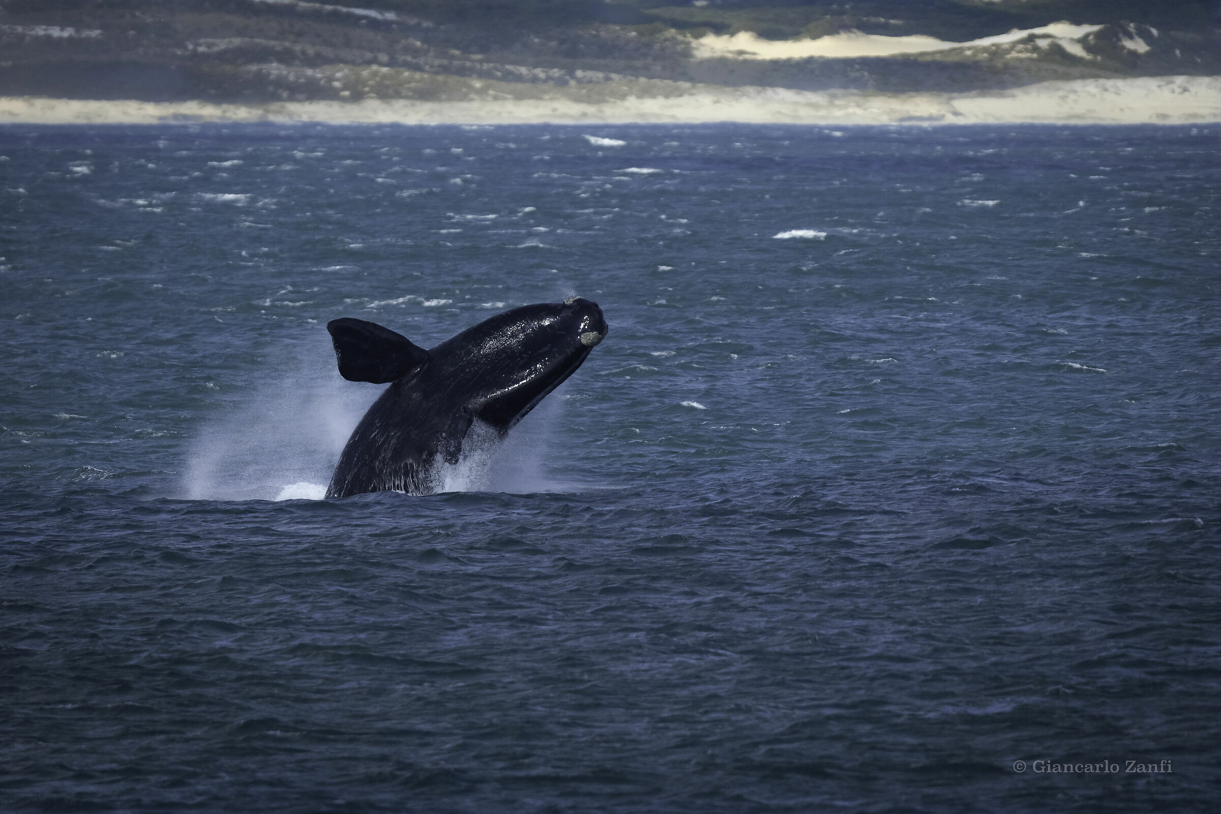 Southern Franca Whale