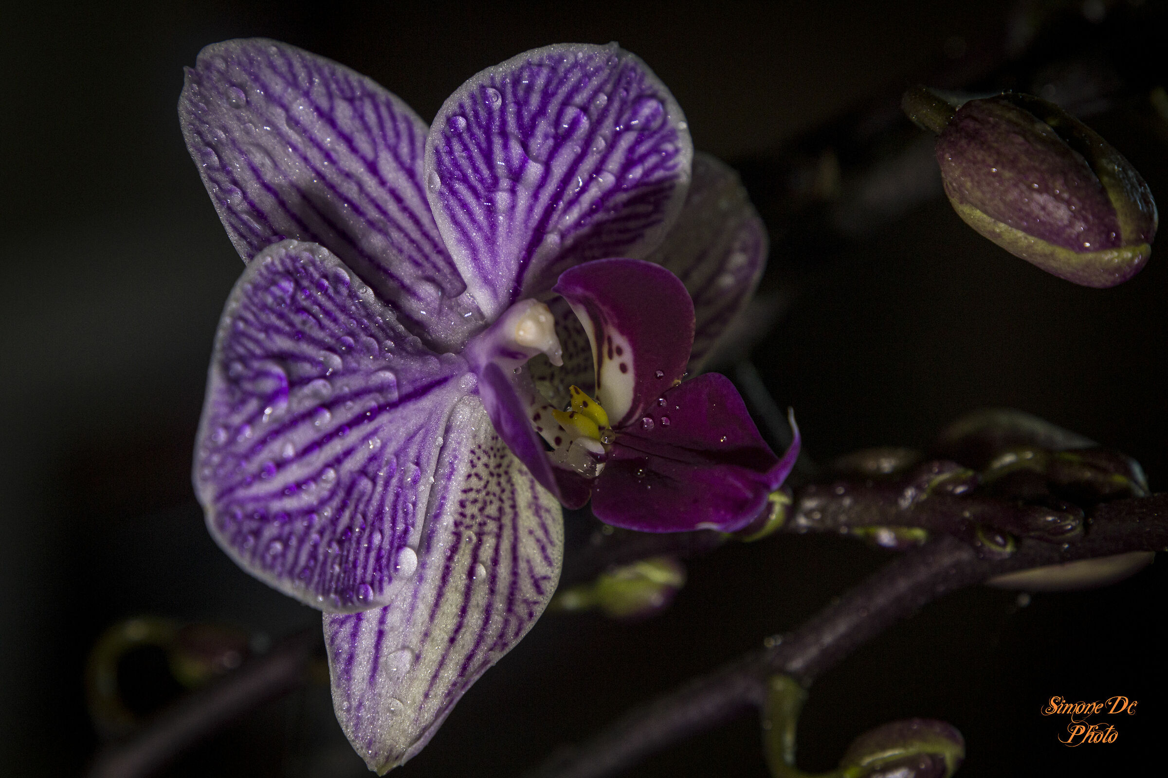 orchidea viola