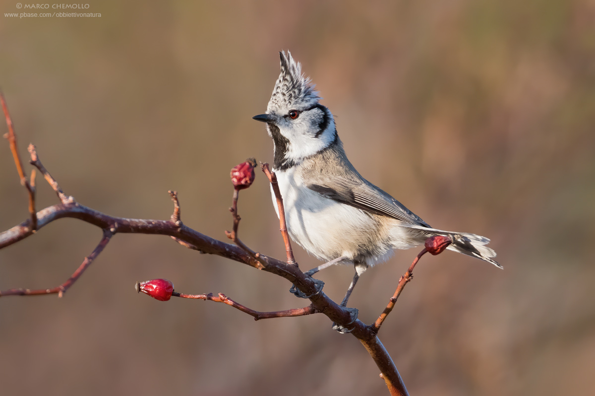 Cincia dal ciuffo (Lophophanes cristatus)
