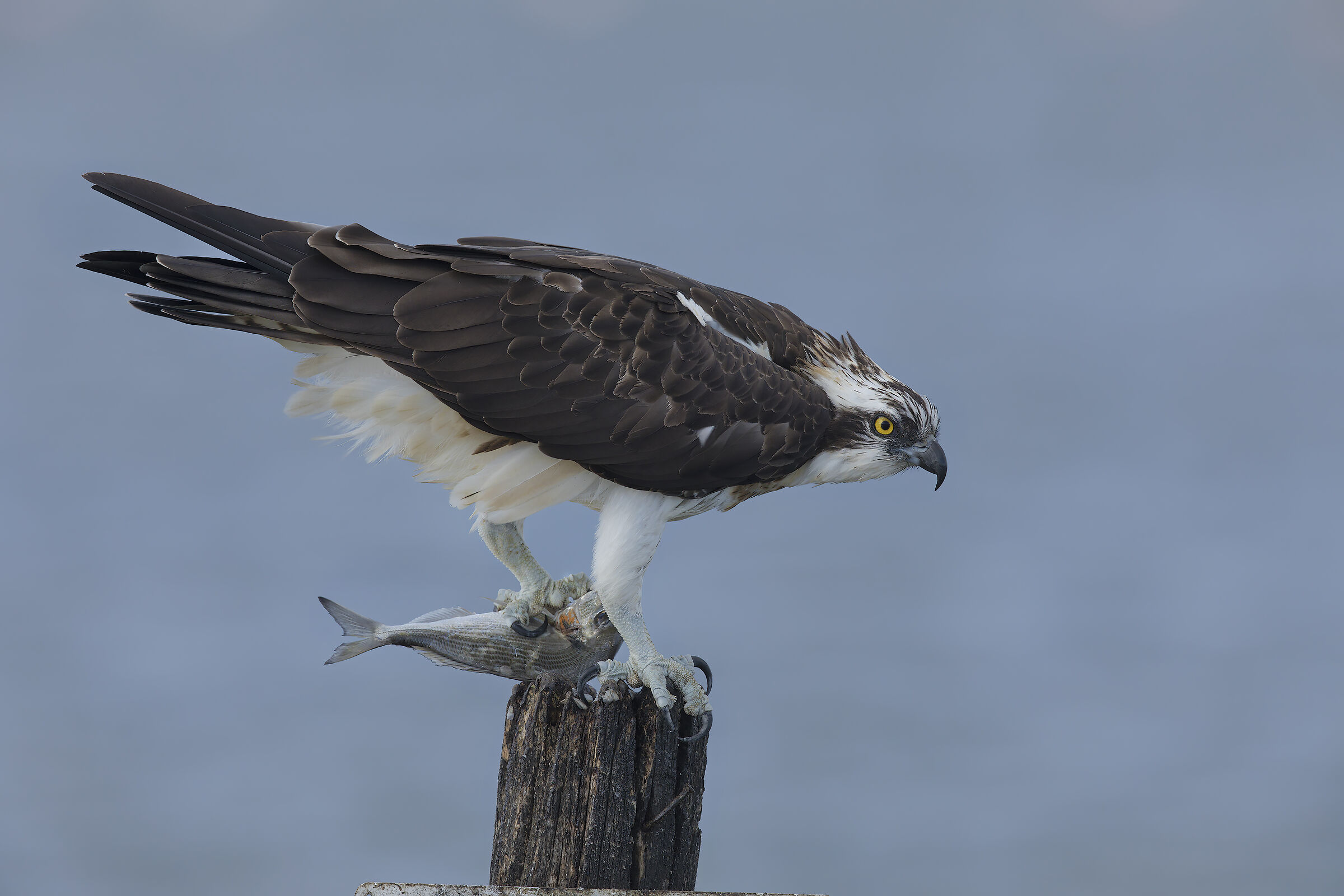 Osprey