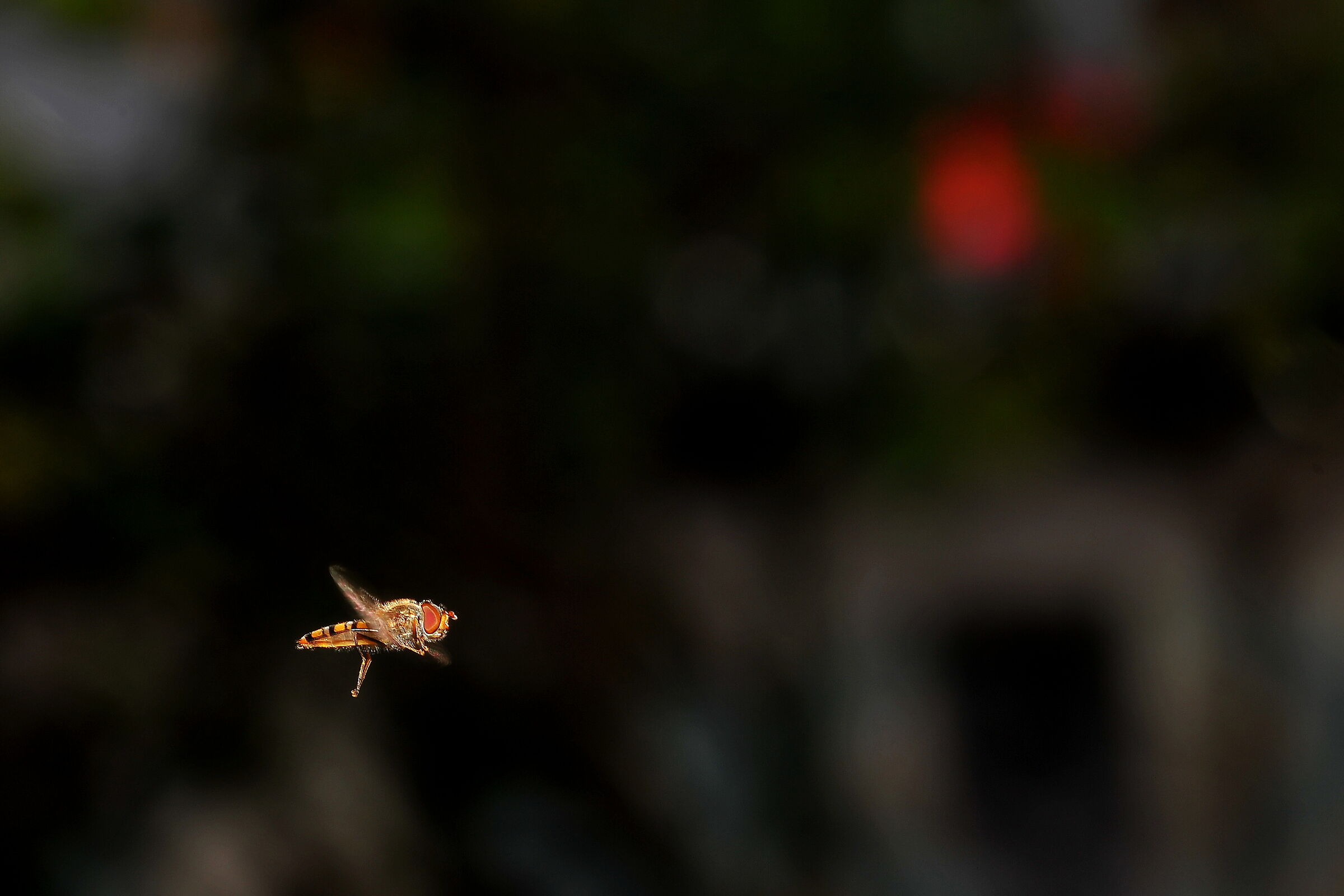 catch on the fly