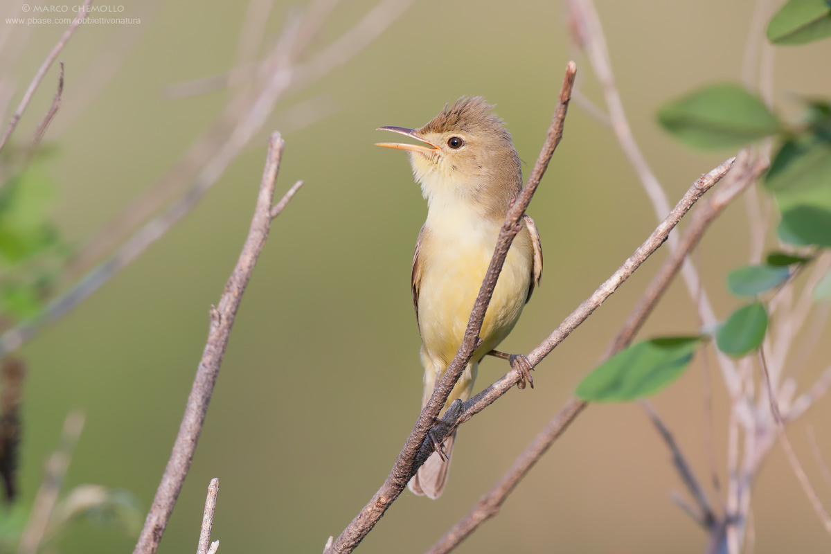 Canapino comune (Hyppolais polyglotta)
