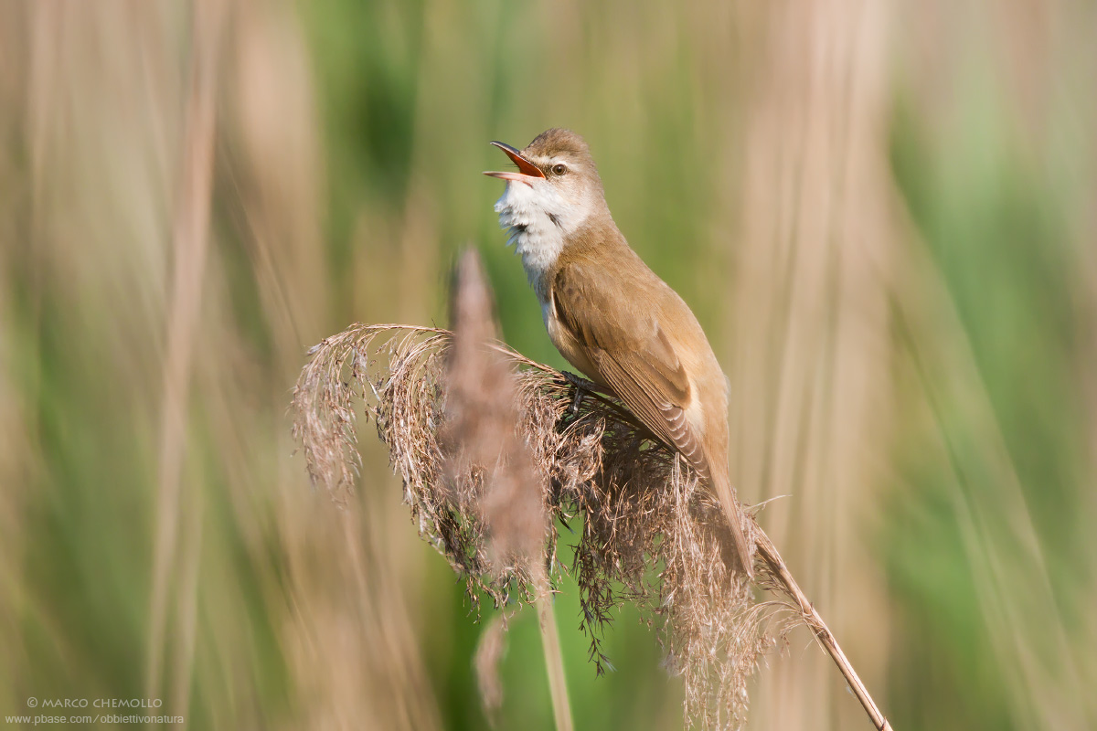 Cannareccione (Acrocephalus arundinaceus)