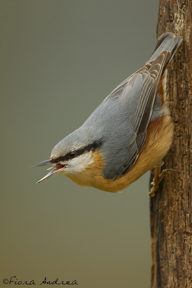 Diverbio con il Muratore