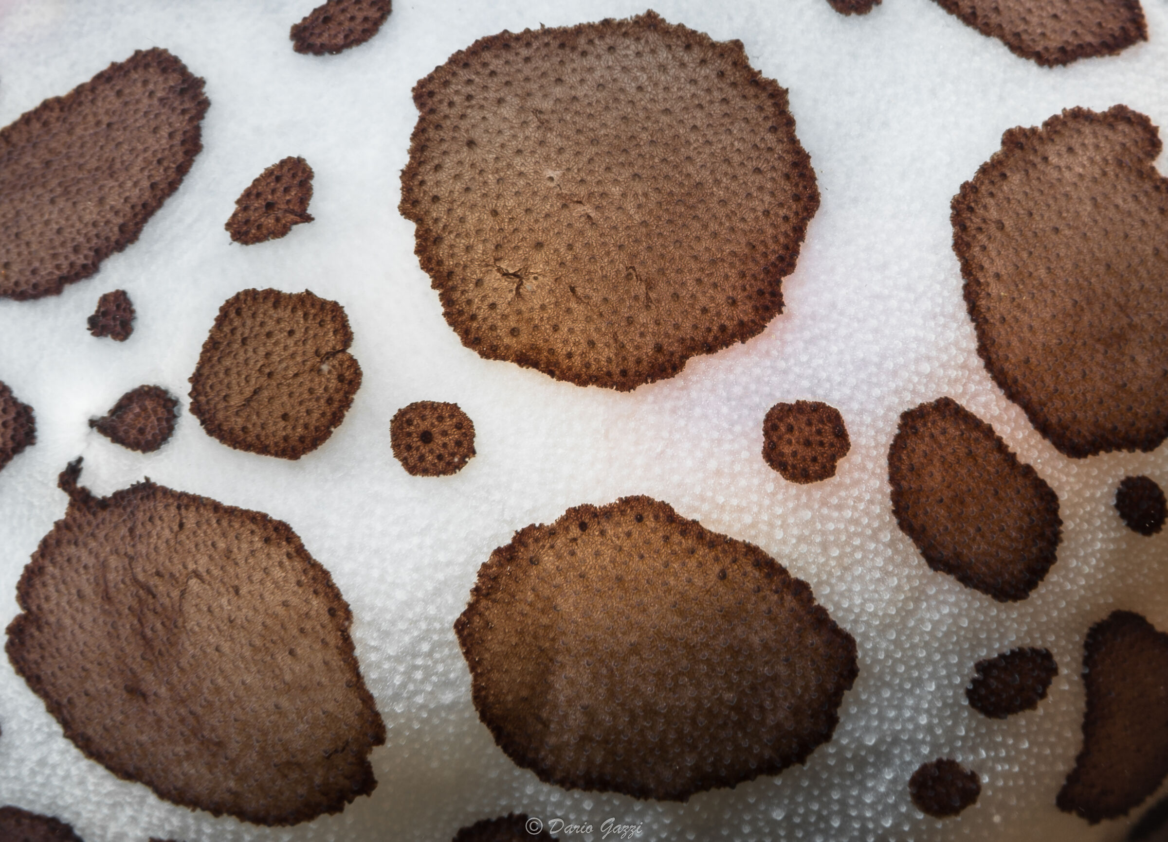 Discodoris Atromaculata