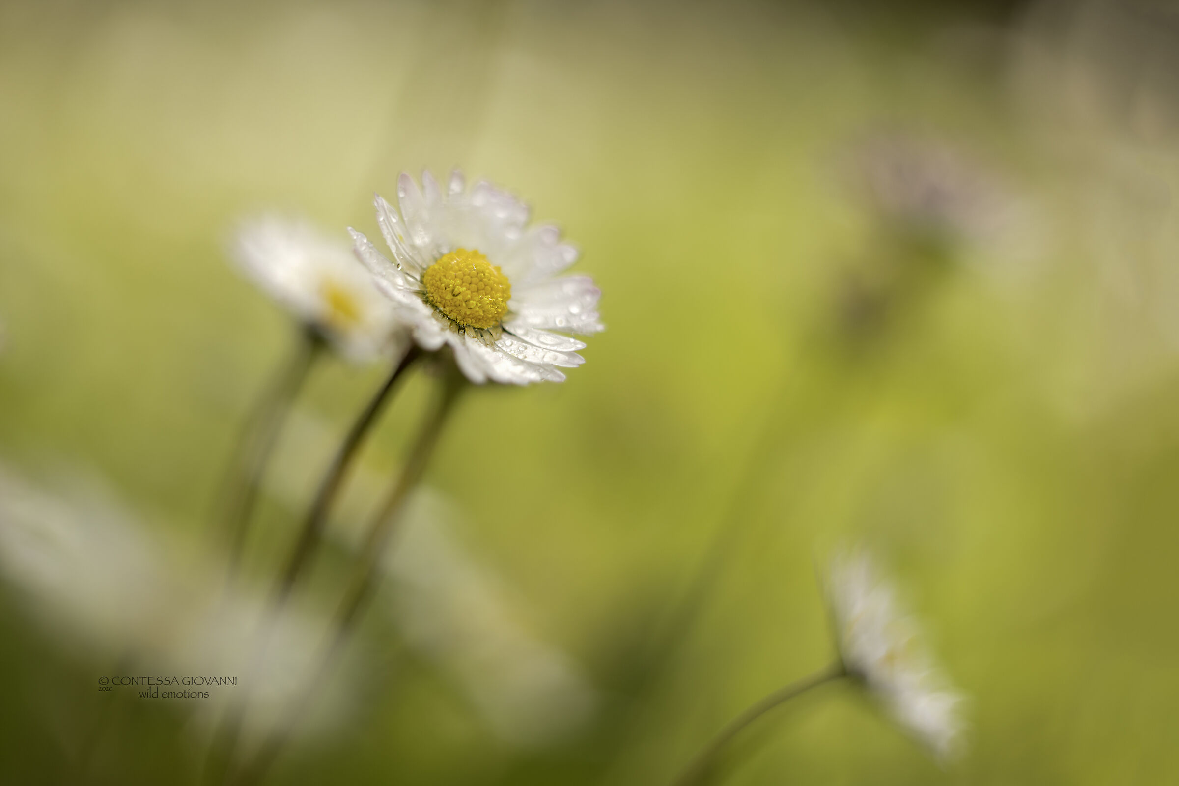 prove macro nel giardino di casa ....