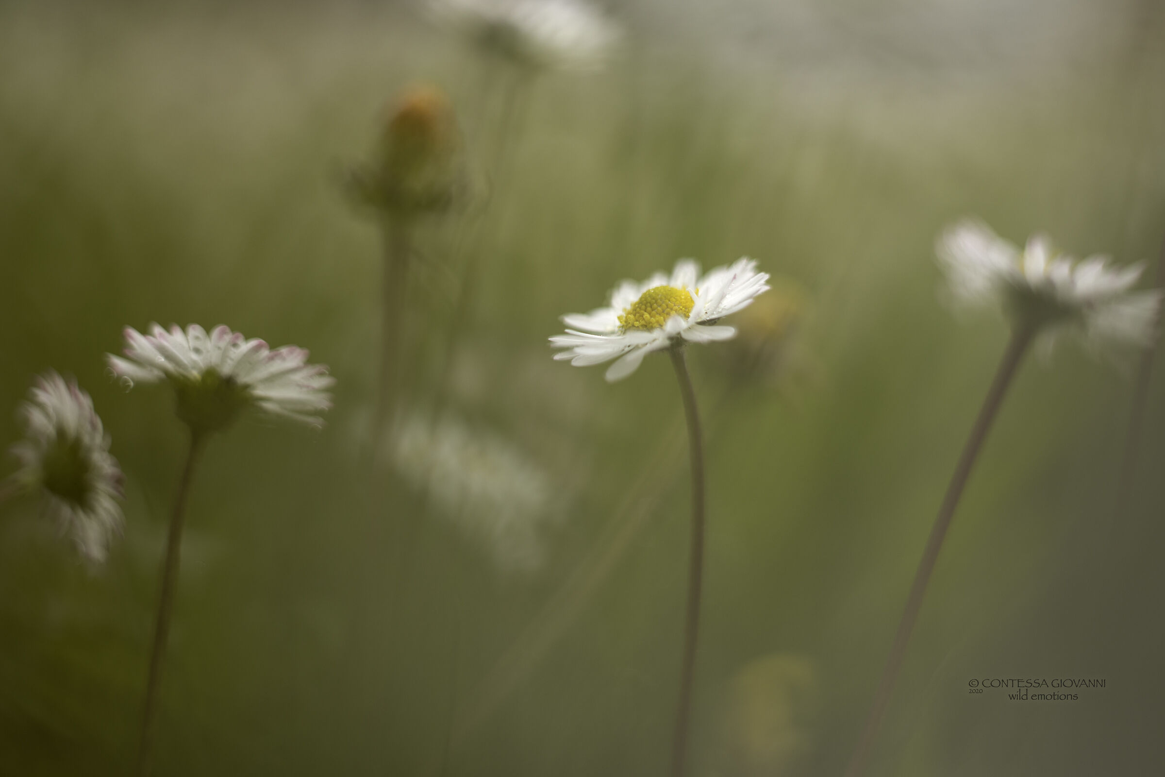 prove macro nel giardino di casa ....