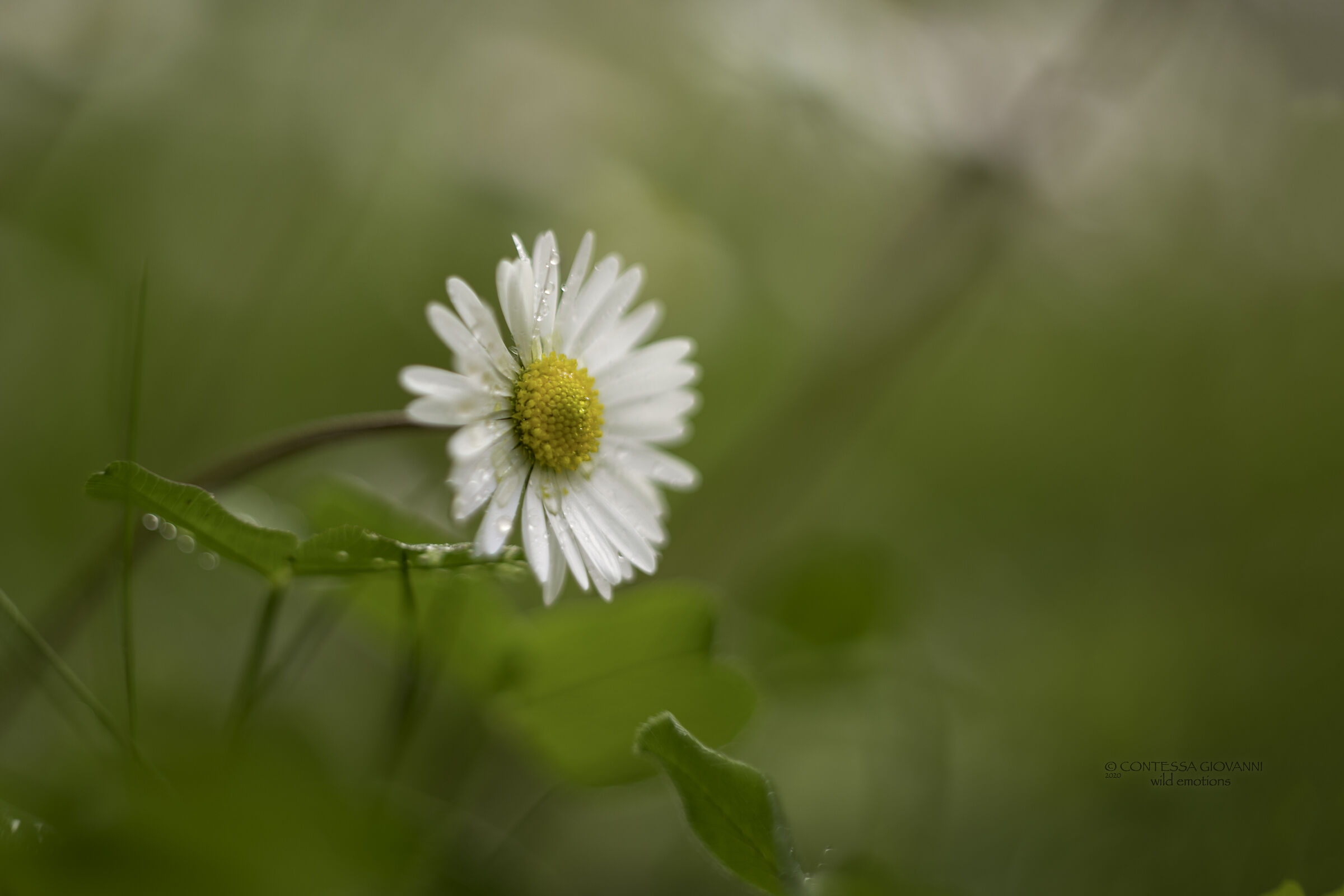 macro tests in the backyard ....