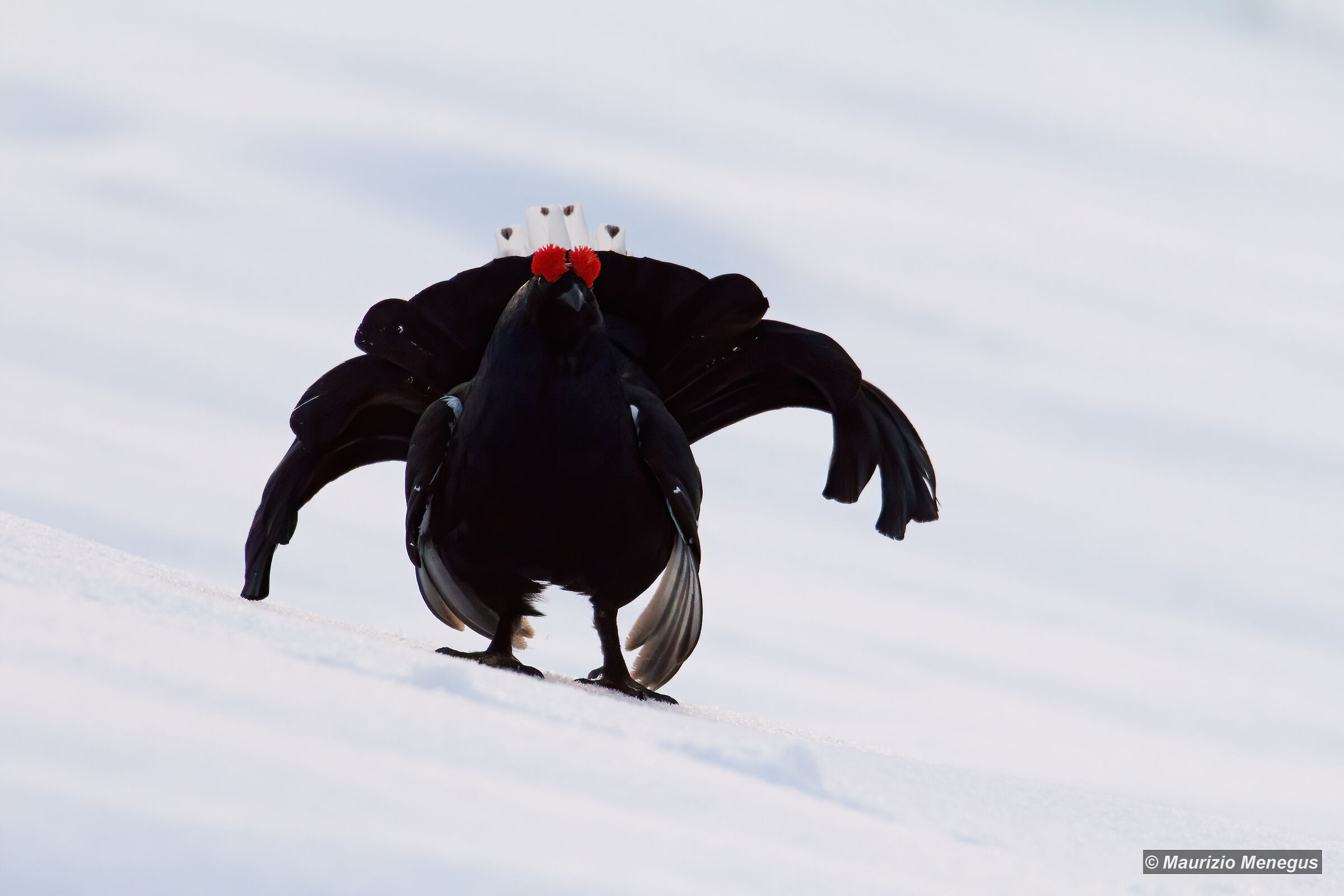 Il Forcello con i cuoricini sulla coda - rielaborata
