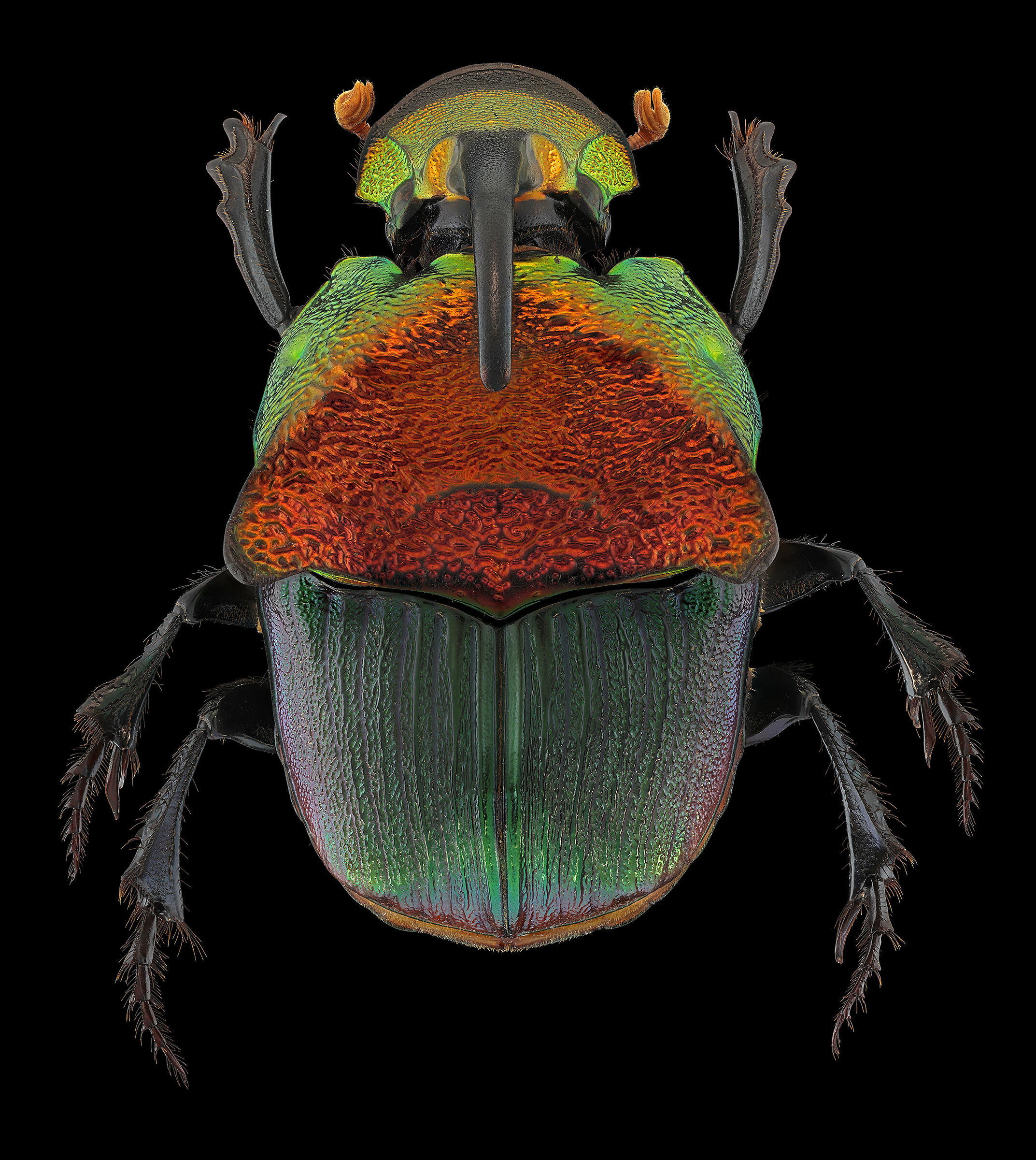 Phaneus vindex