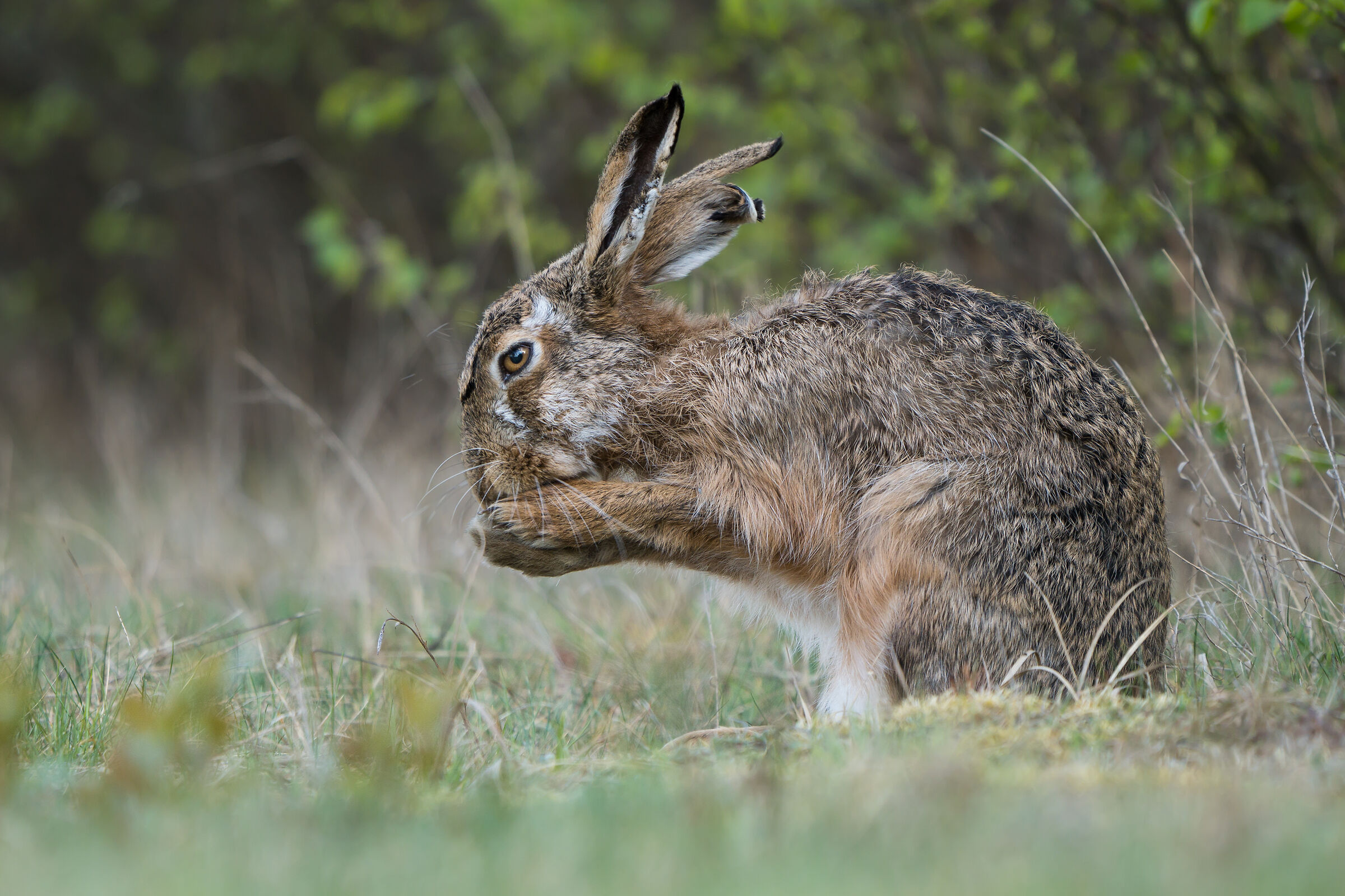 Lepre marrone (Lepus europaeus)