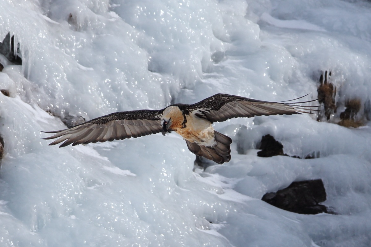 Bearded Vulture in flight over the frozen waterfall