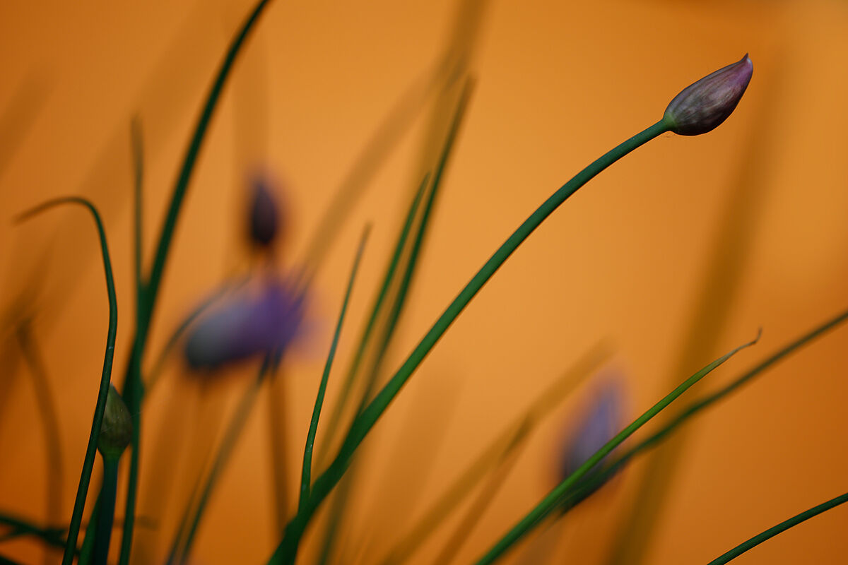 "Allium schoenoprasum" in bud.
